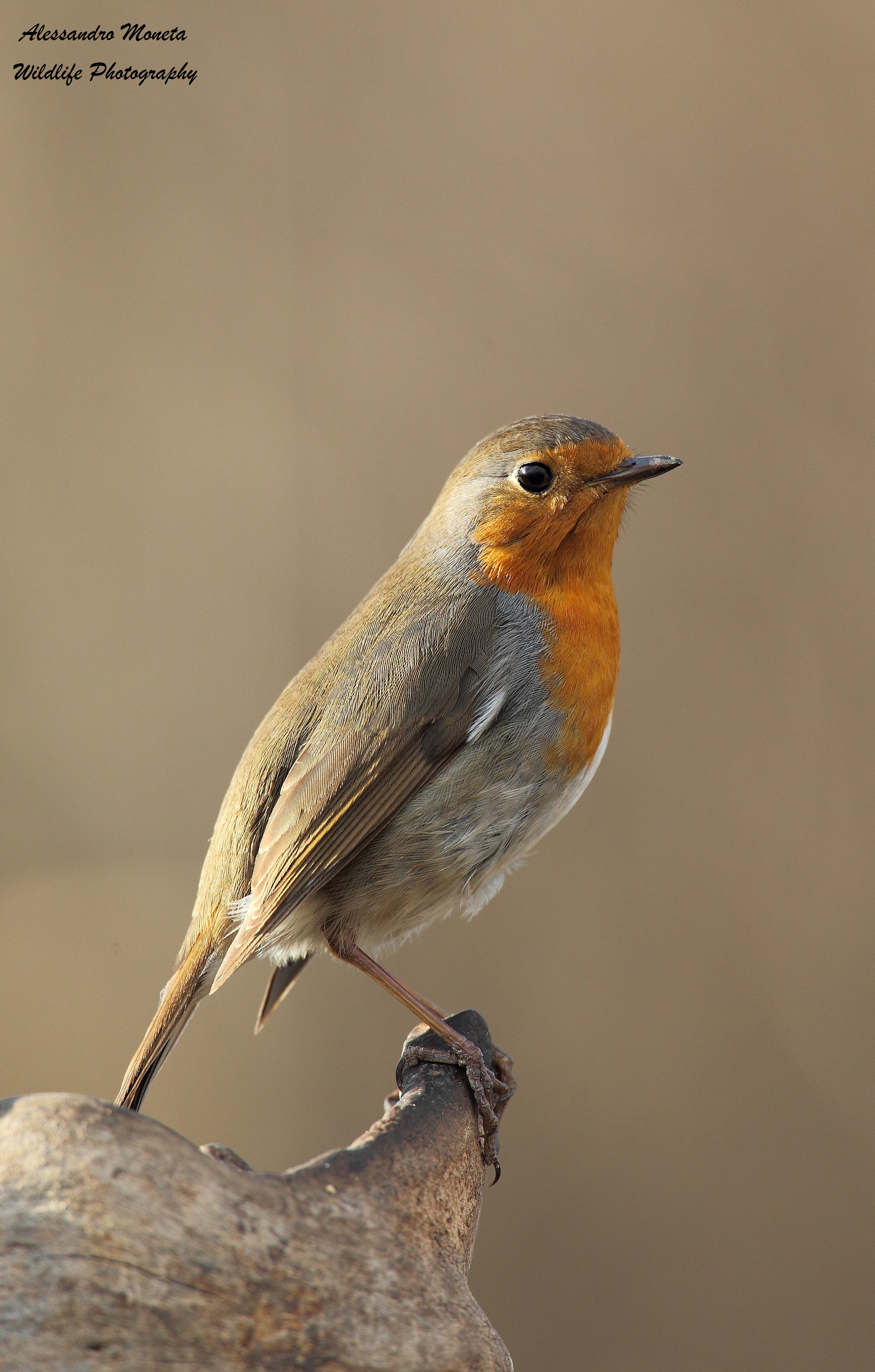 Robin