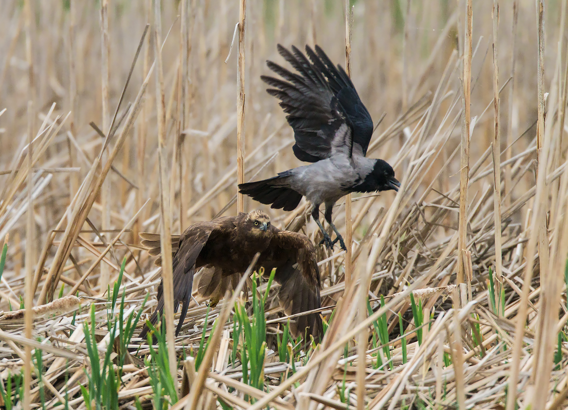 L'eterno conflitto, falco vs corvo