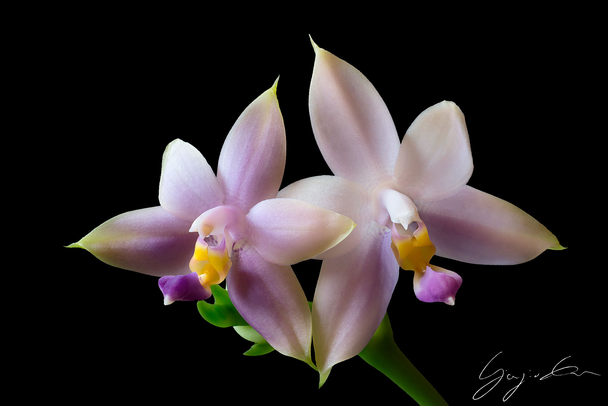 Phalaenopsis Violacae