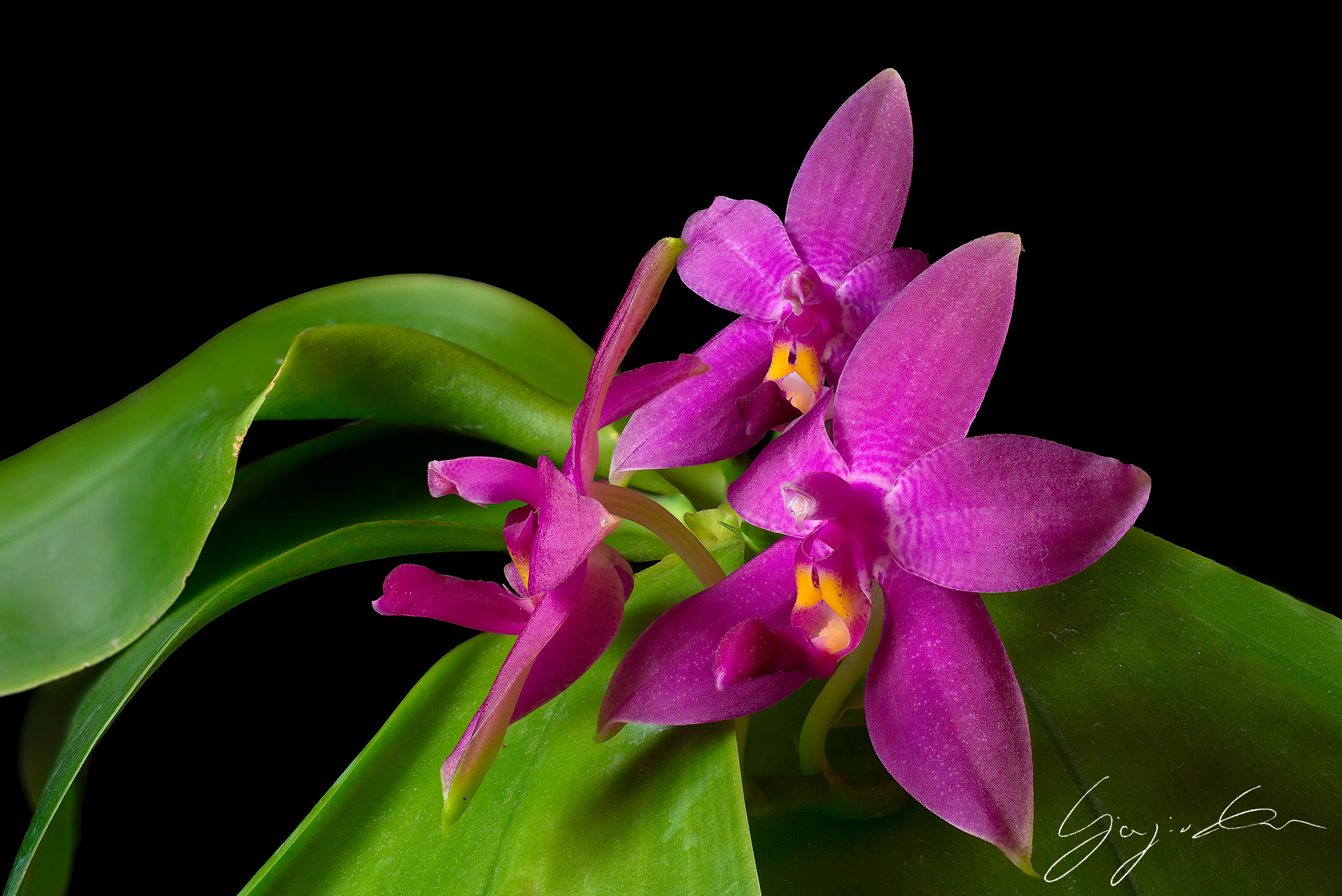 Phalaenopsis Violacae