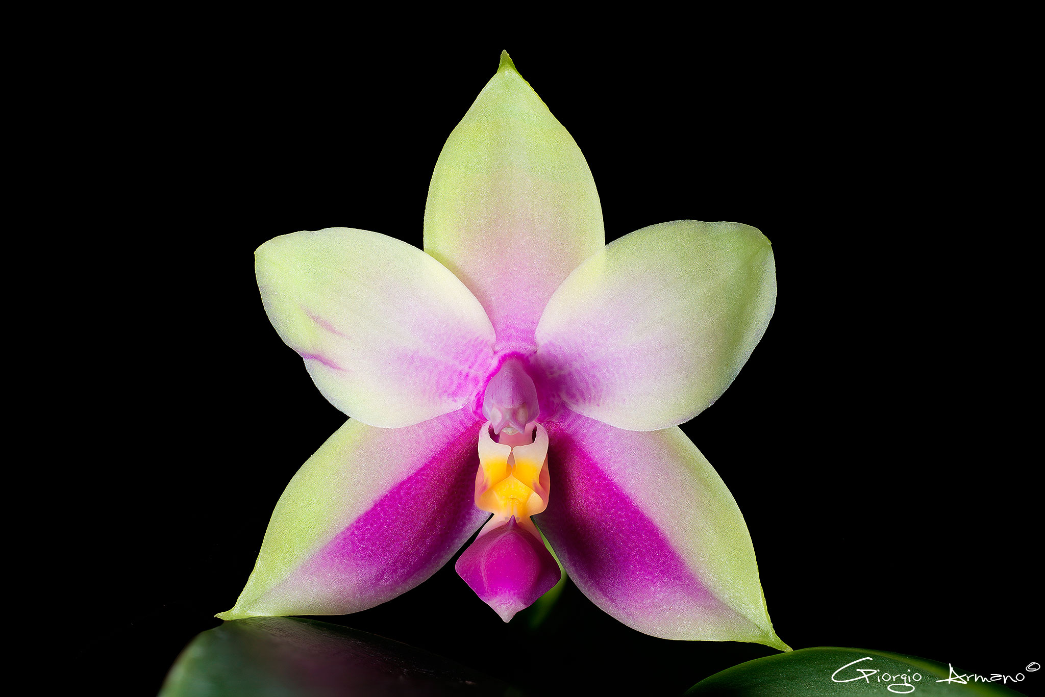 Phalaenopsis Bellina