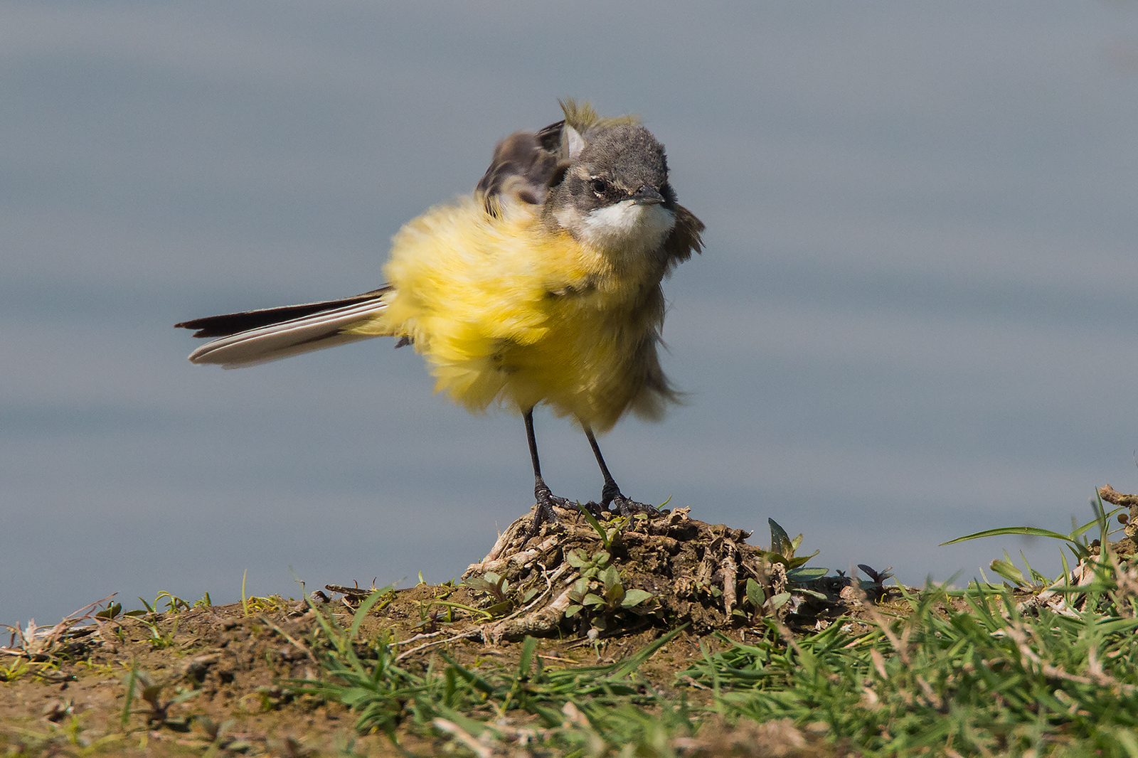 Cutrettola scompigliata