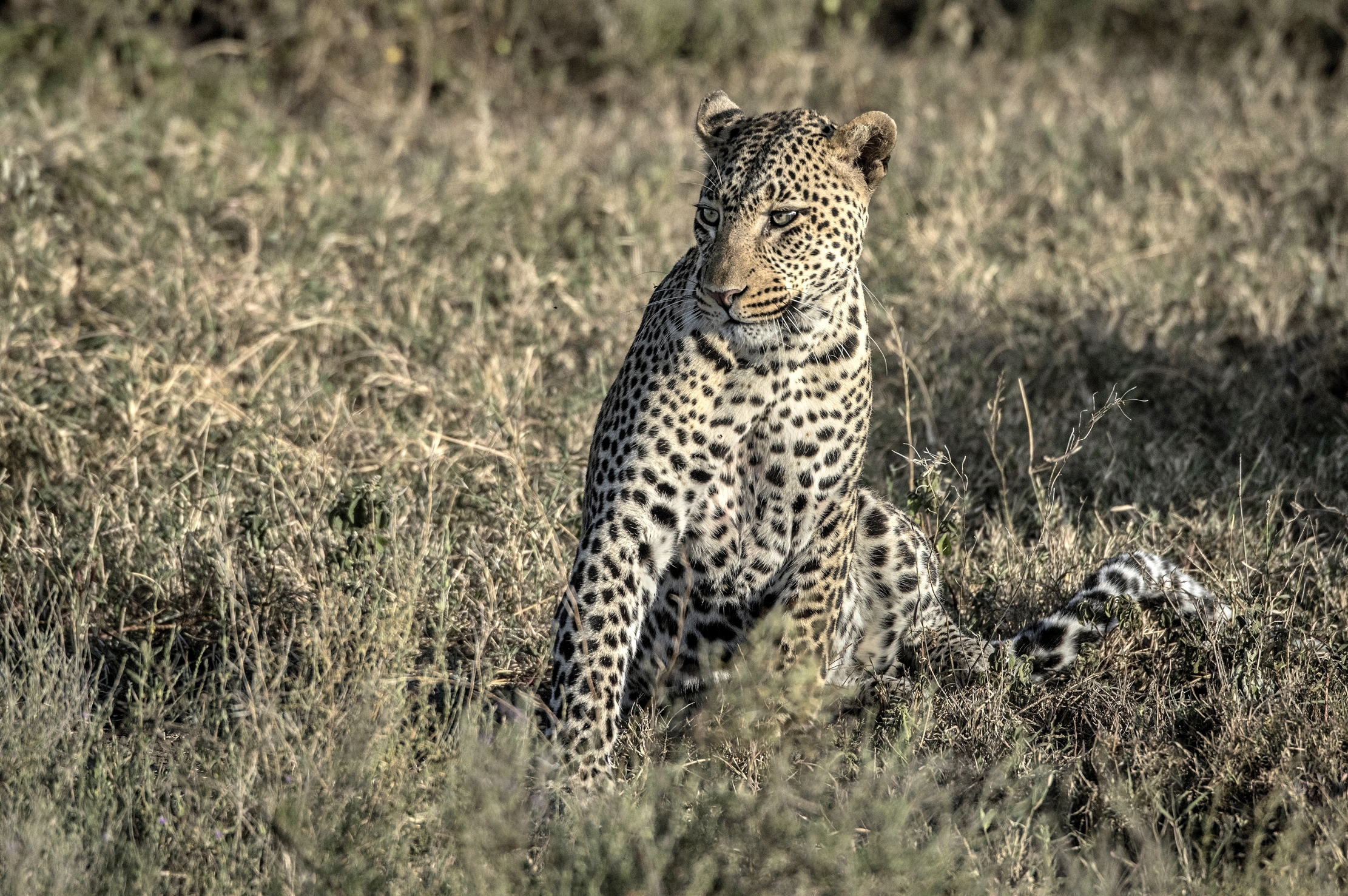 Tanzania 2015 - Leopard