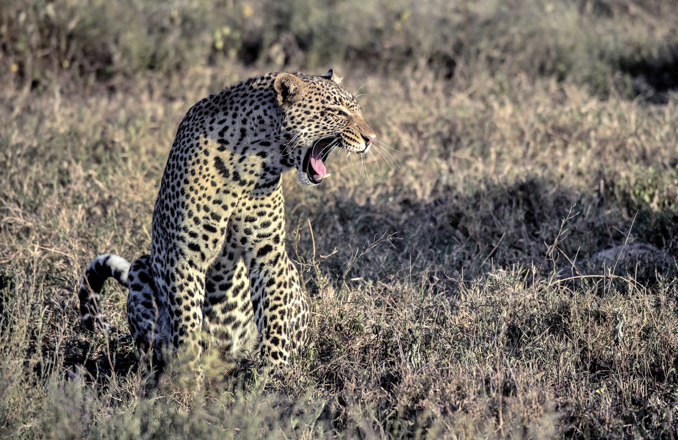 Tanzania 2015 - Leopard