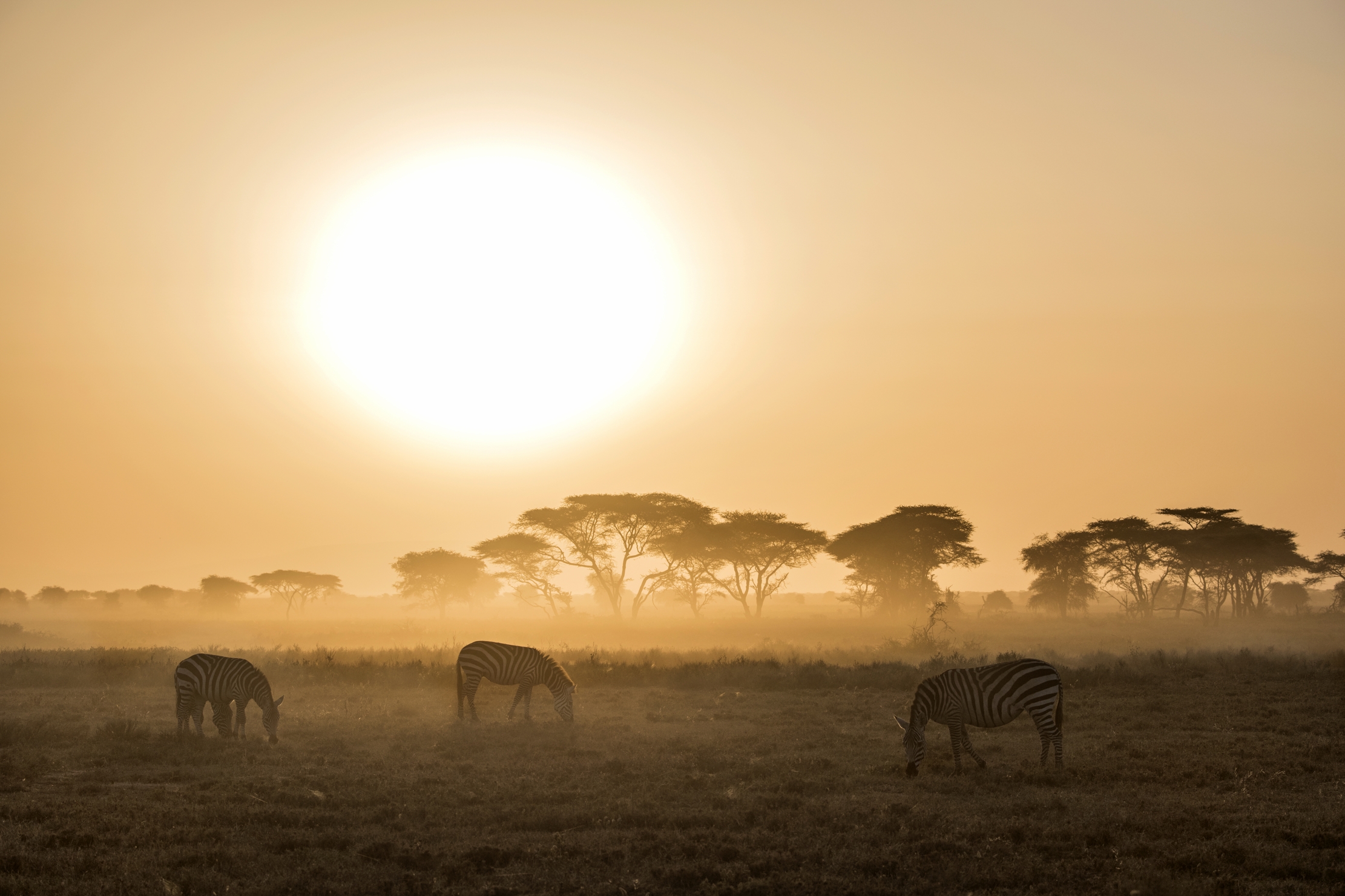 Tanzania 2015 - Zebre