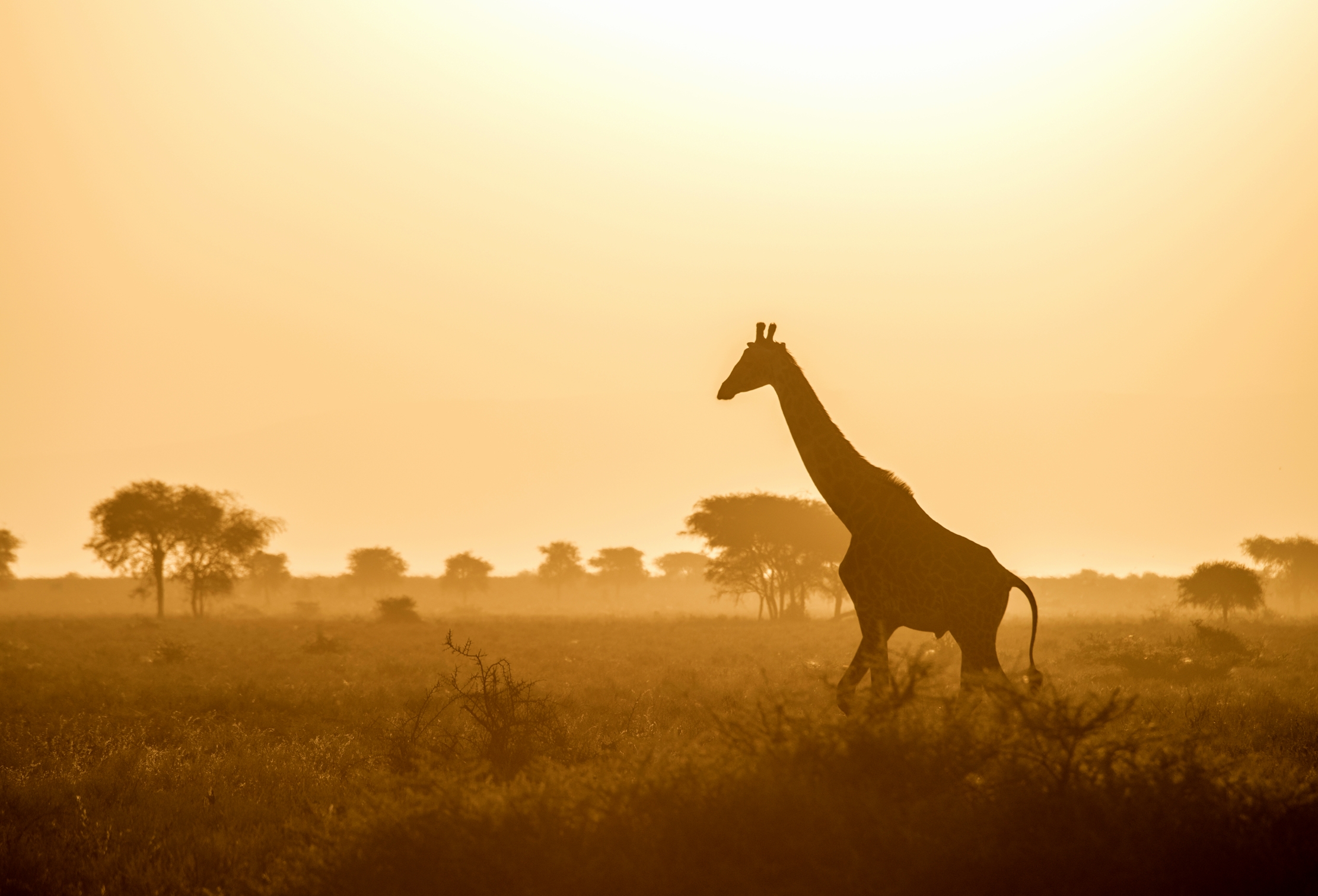 Tanzania 2015 - Giraffa