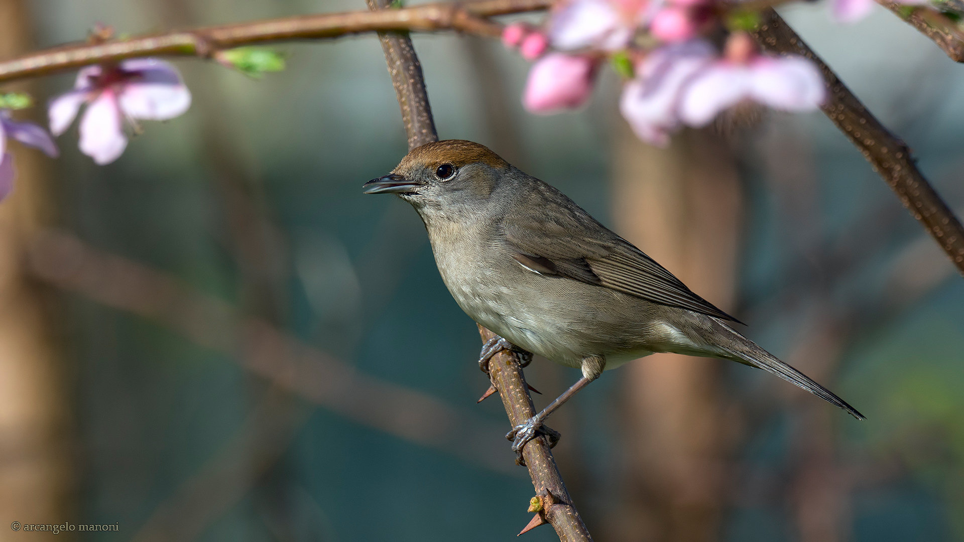 Spring and blackcap