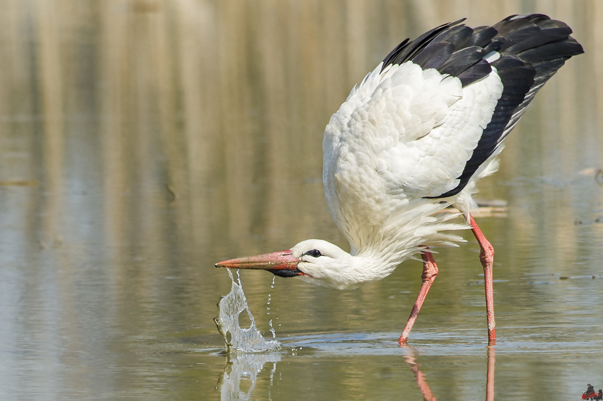 Stork thirsty