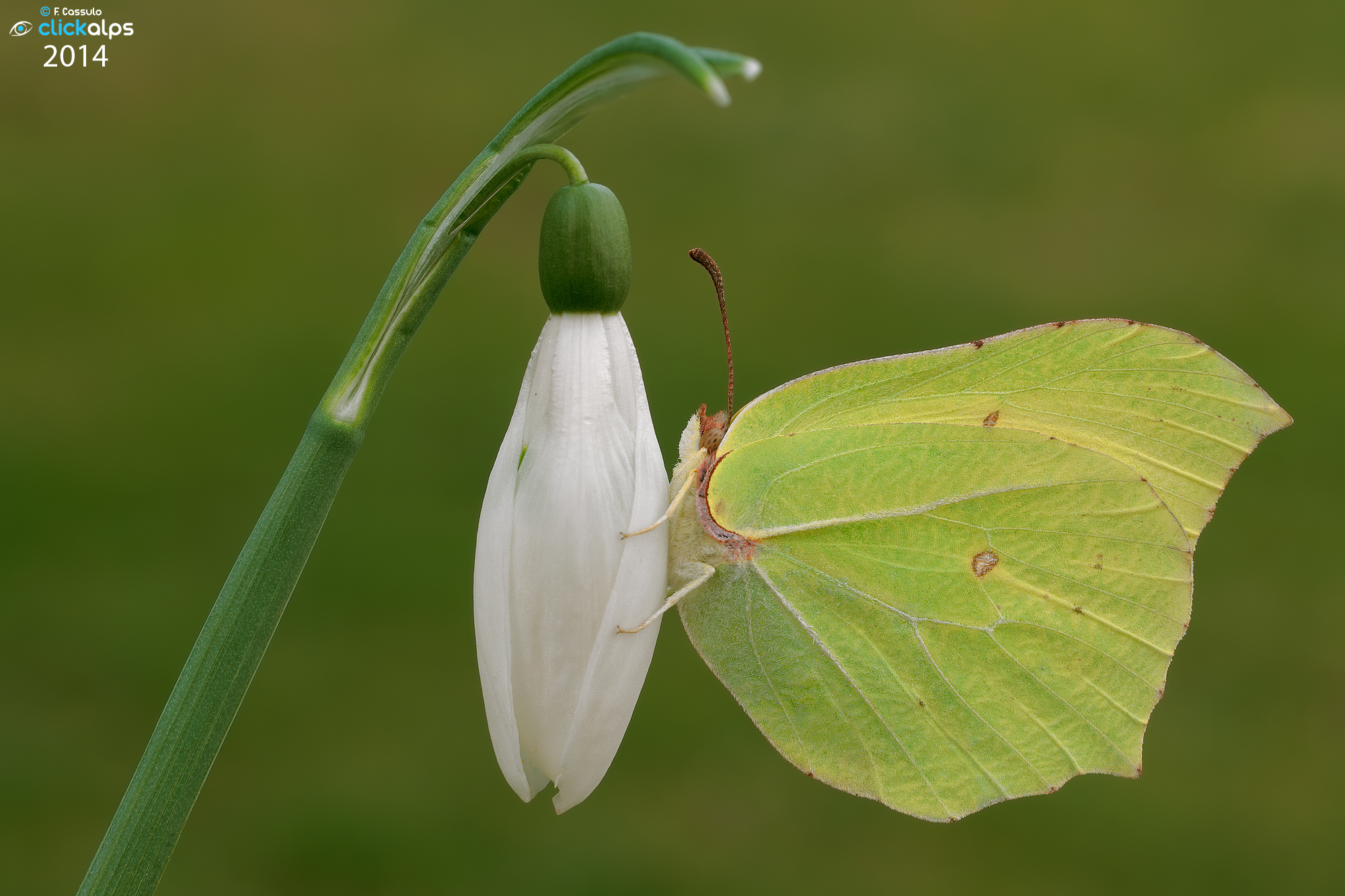 Gonepteryx rhamni (Linnaeus, 1758) - Cedronella