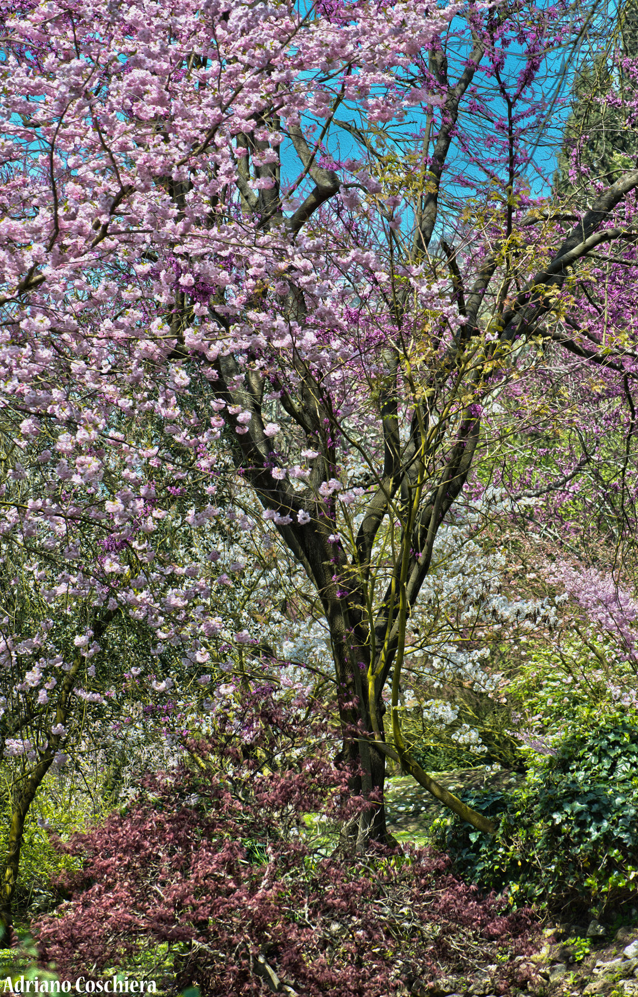 Ninfa #7