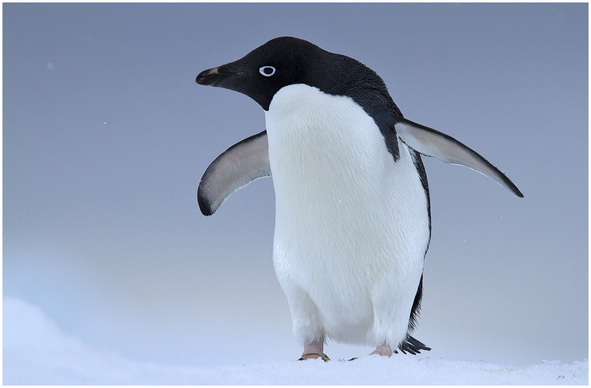 Pinguino di Adelia sul ghiaccio da Marius Coetzee