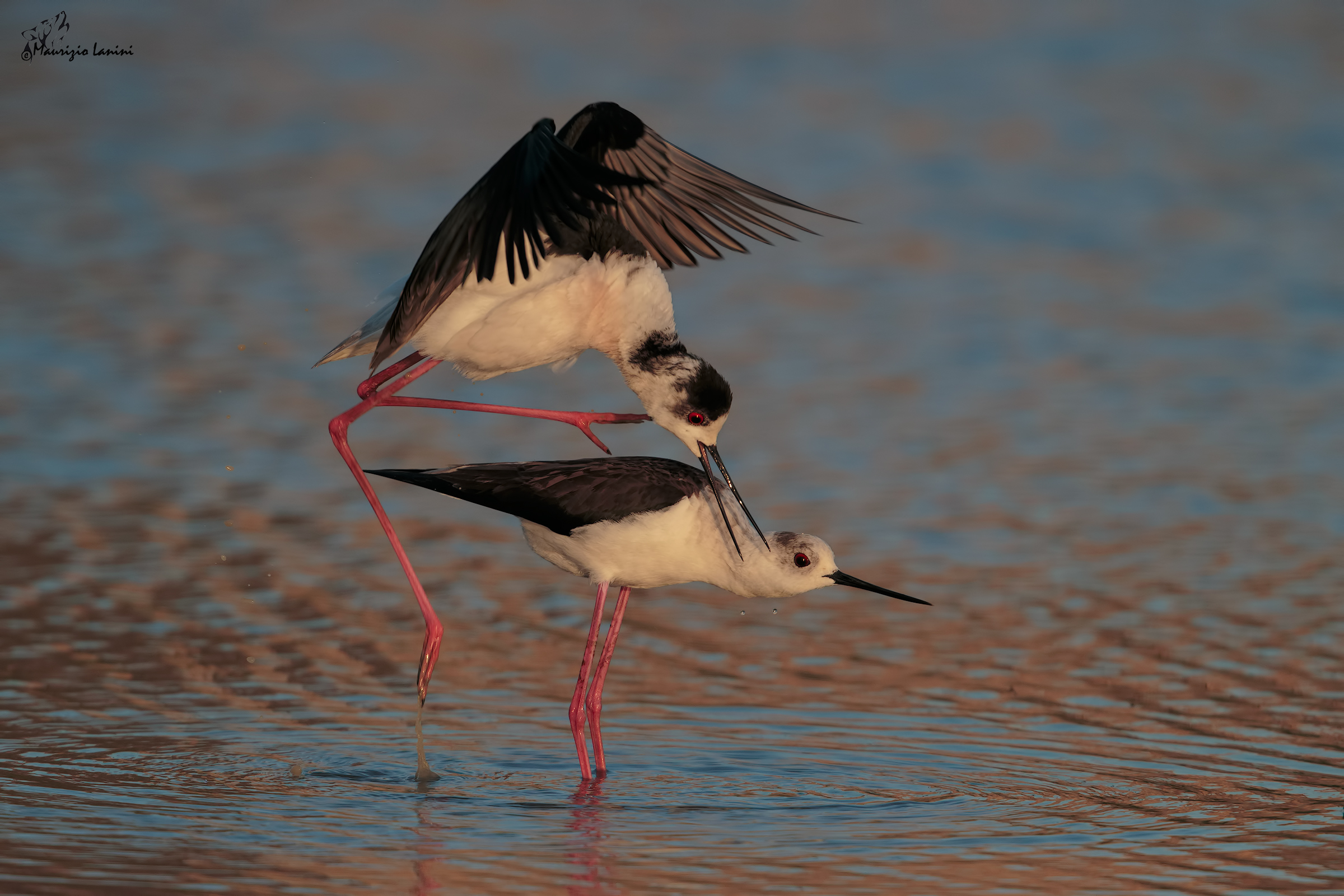Prima dell'accoppiamento alle luci del tramonto (in HD)