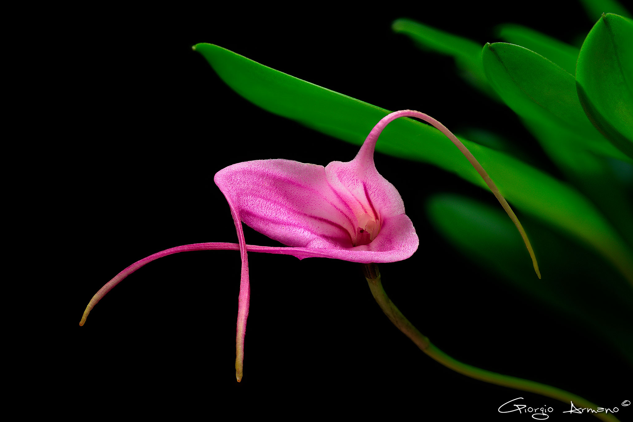 Bellavallia Pico Bolivar