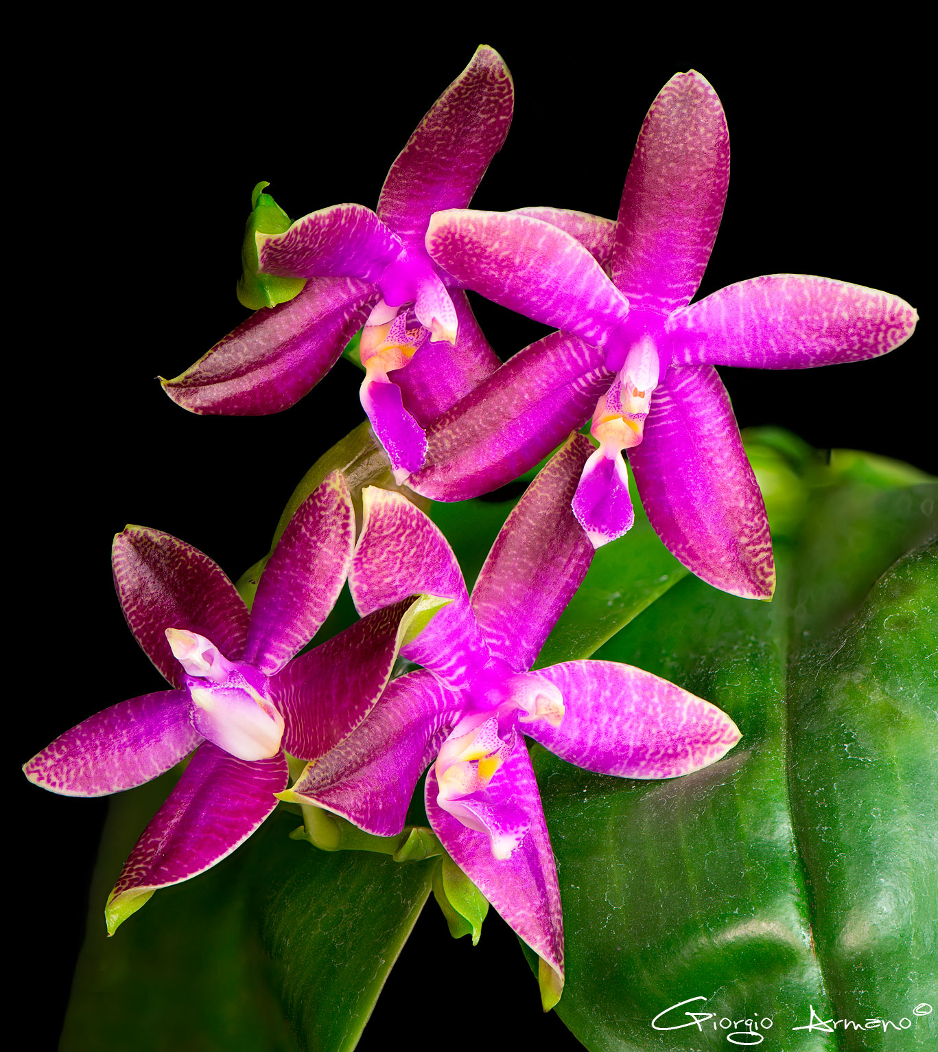 Phalaenopsis Luedde-Violacea