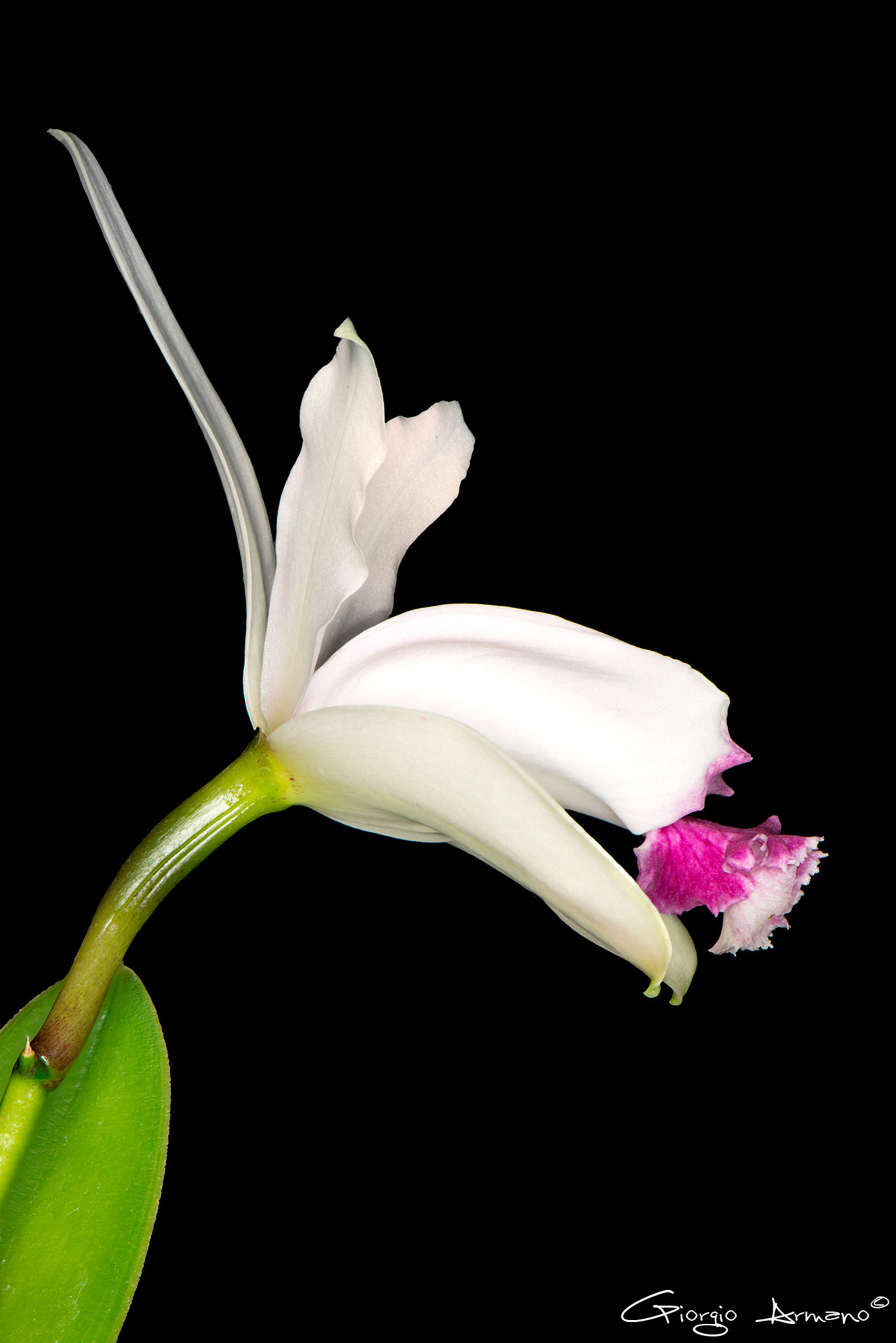 Cattleya Intermedia var. Vinicolor