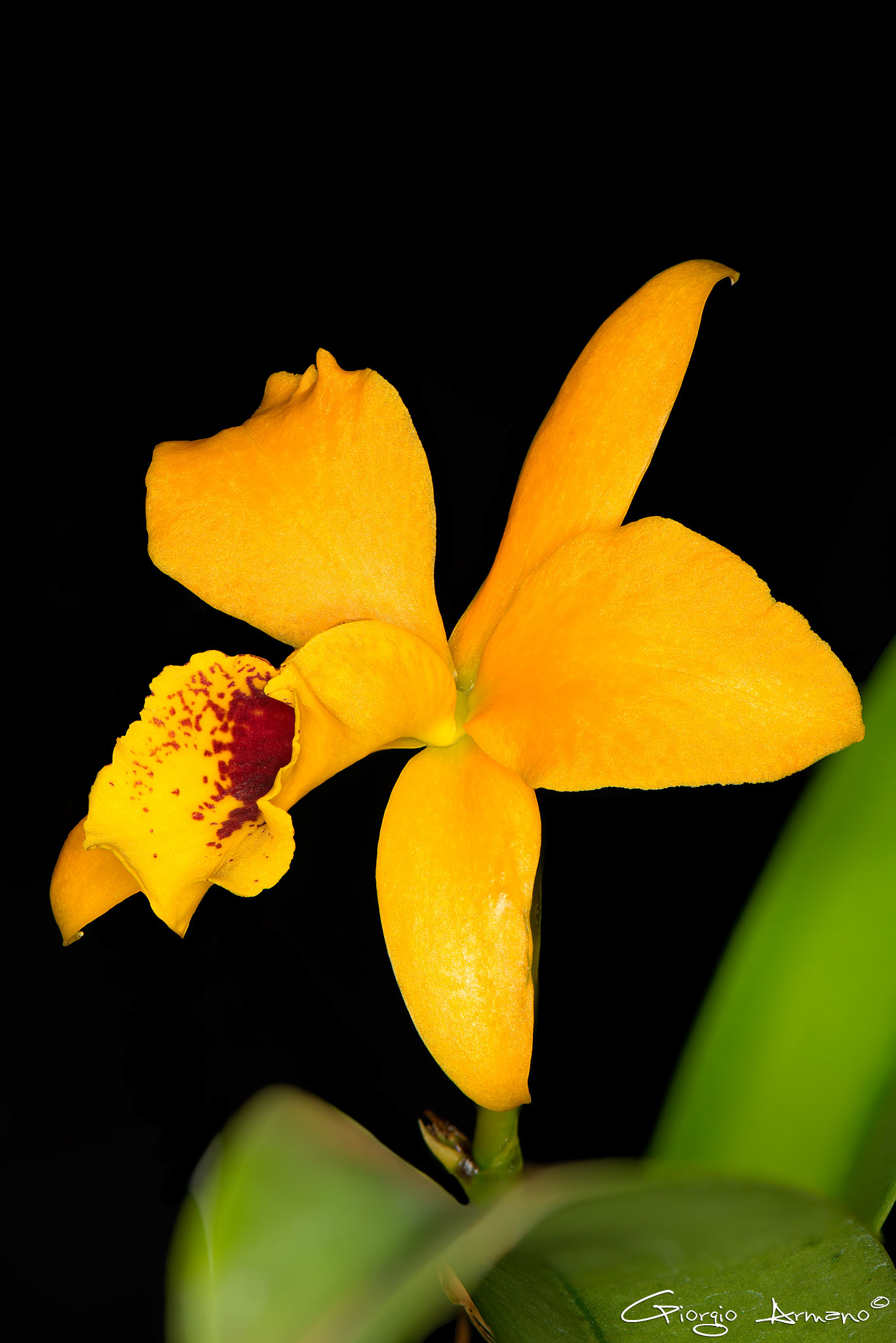 Laeliocattleya Gold Digger