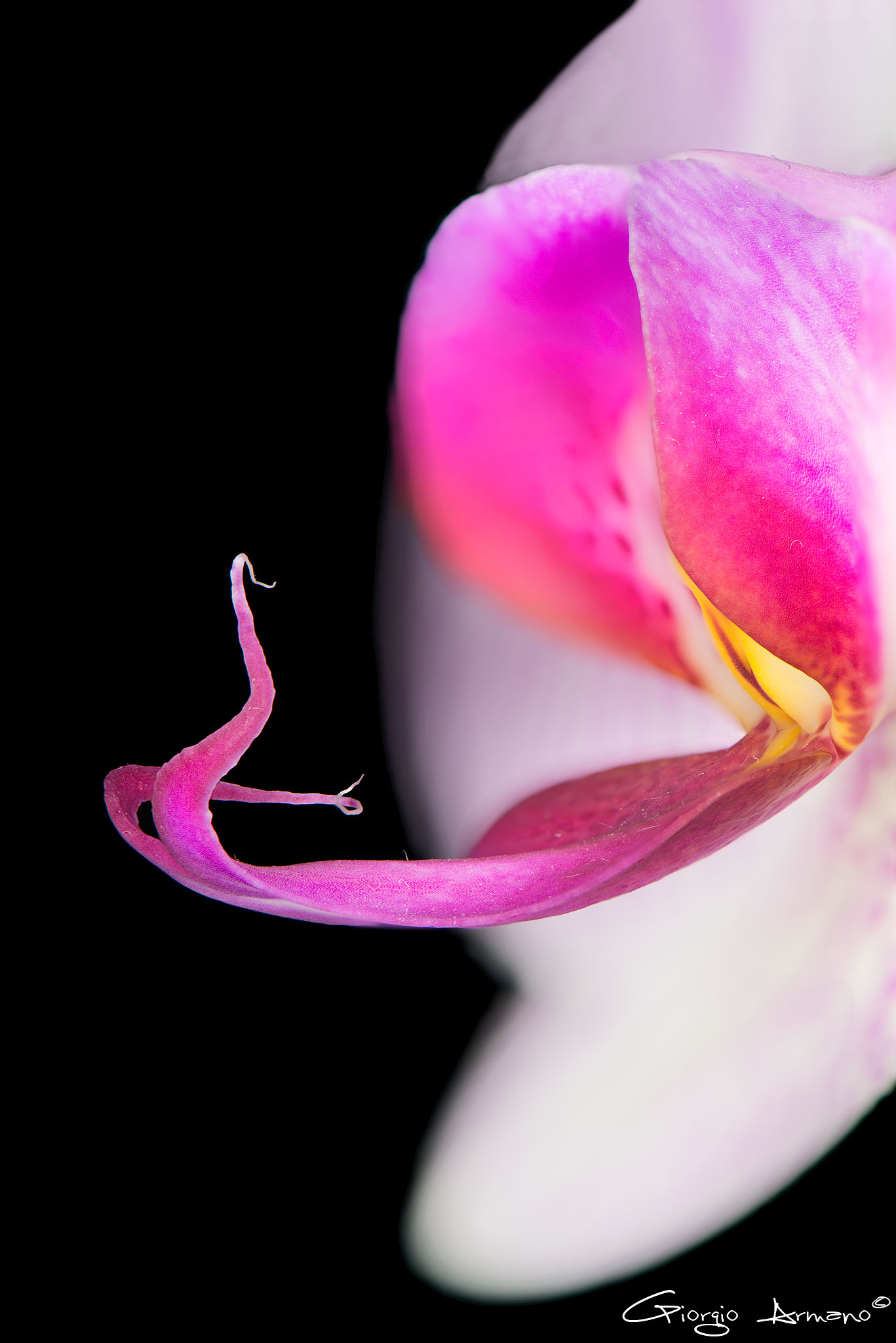 Phalaenopsis noID - dettaglio del labello