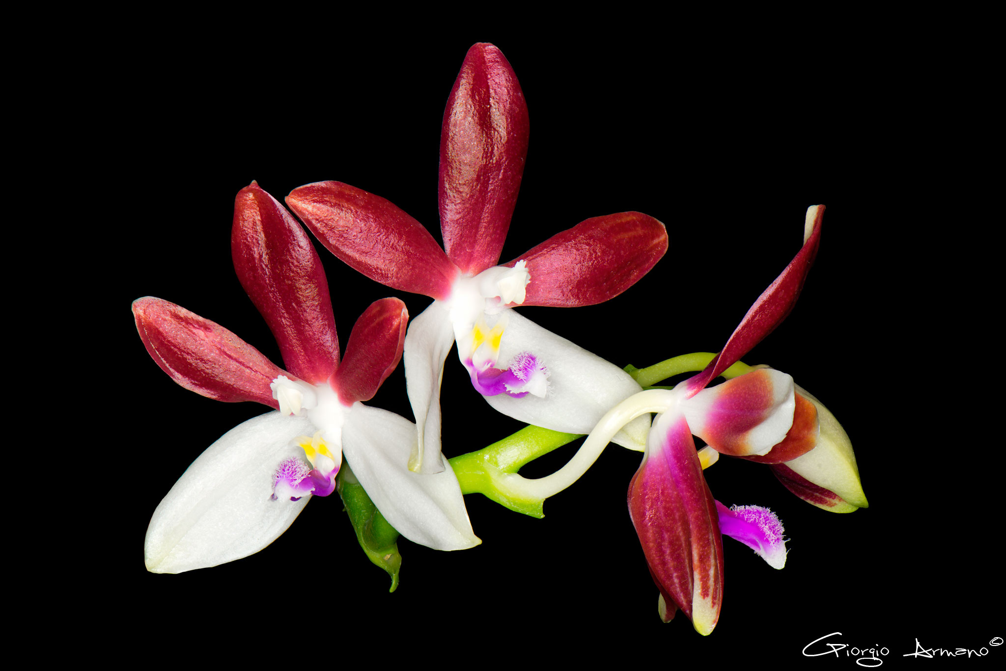 Phalaenopsis Speciosa var. Christiana