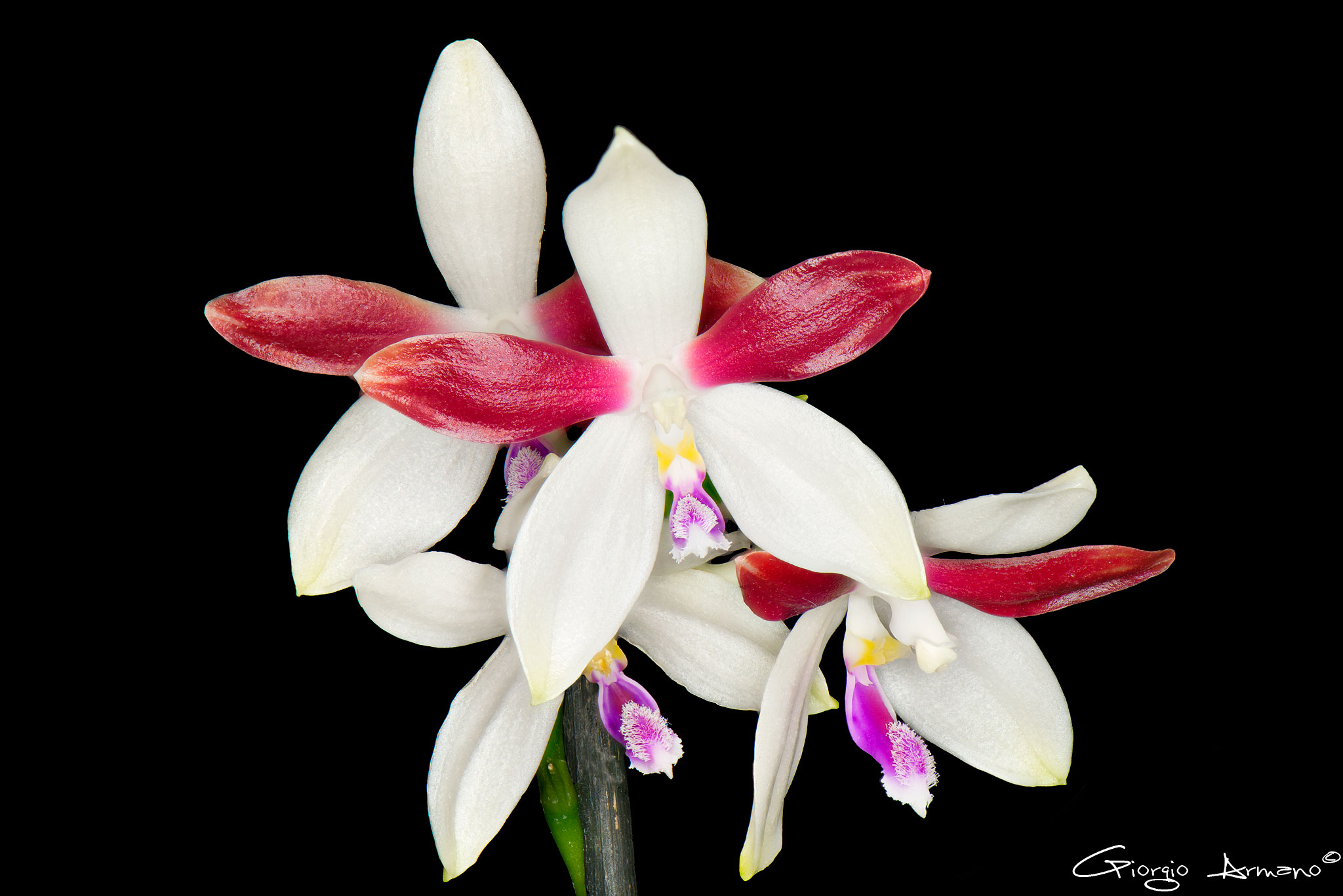 Phalaenopsis Speciosa var. Christiana