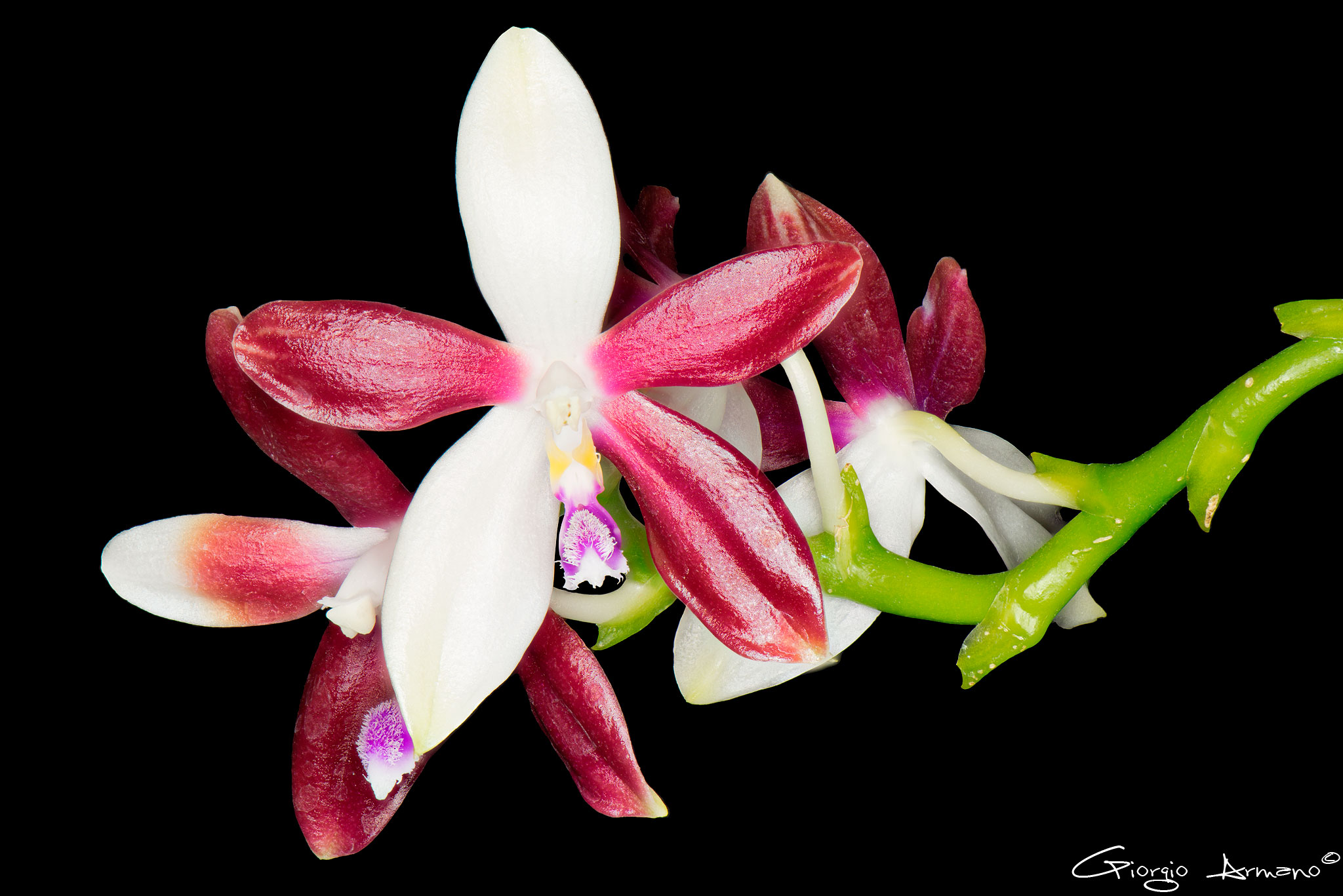 Phalaenopsis Speciosa var. Christiana