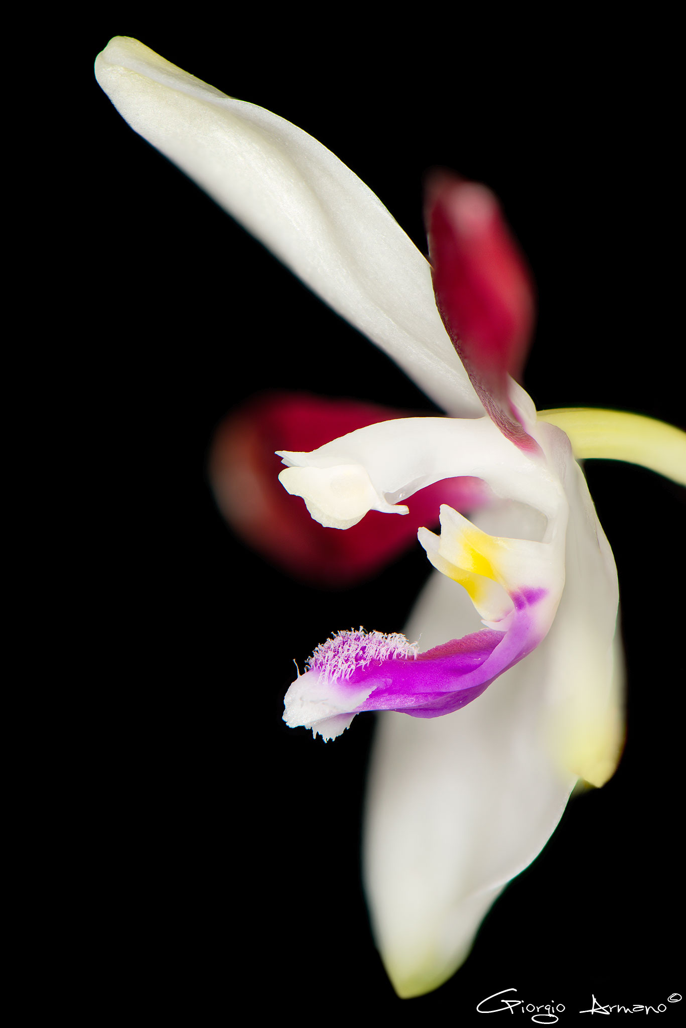 Phalaenopsis Speciosa var. Christiana - dettaglio