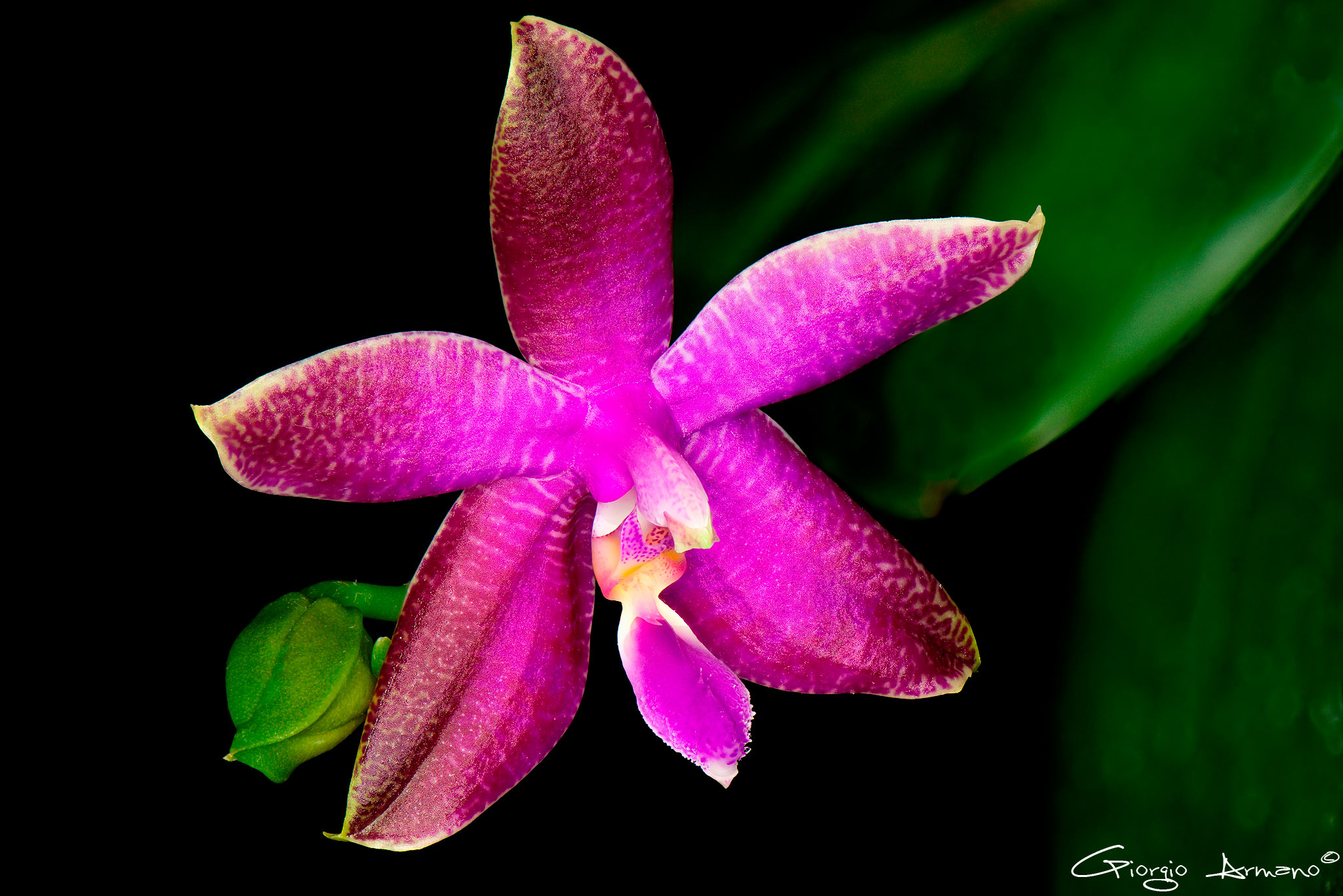 Phalaenopsis Luedde-Violacea