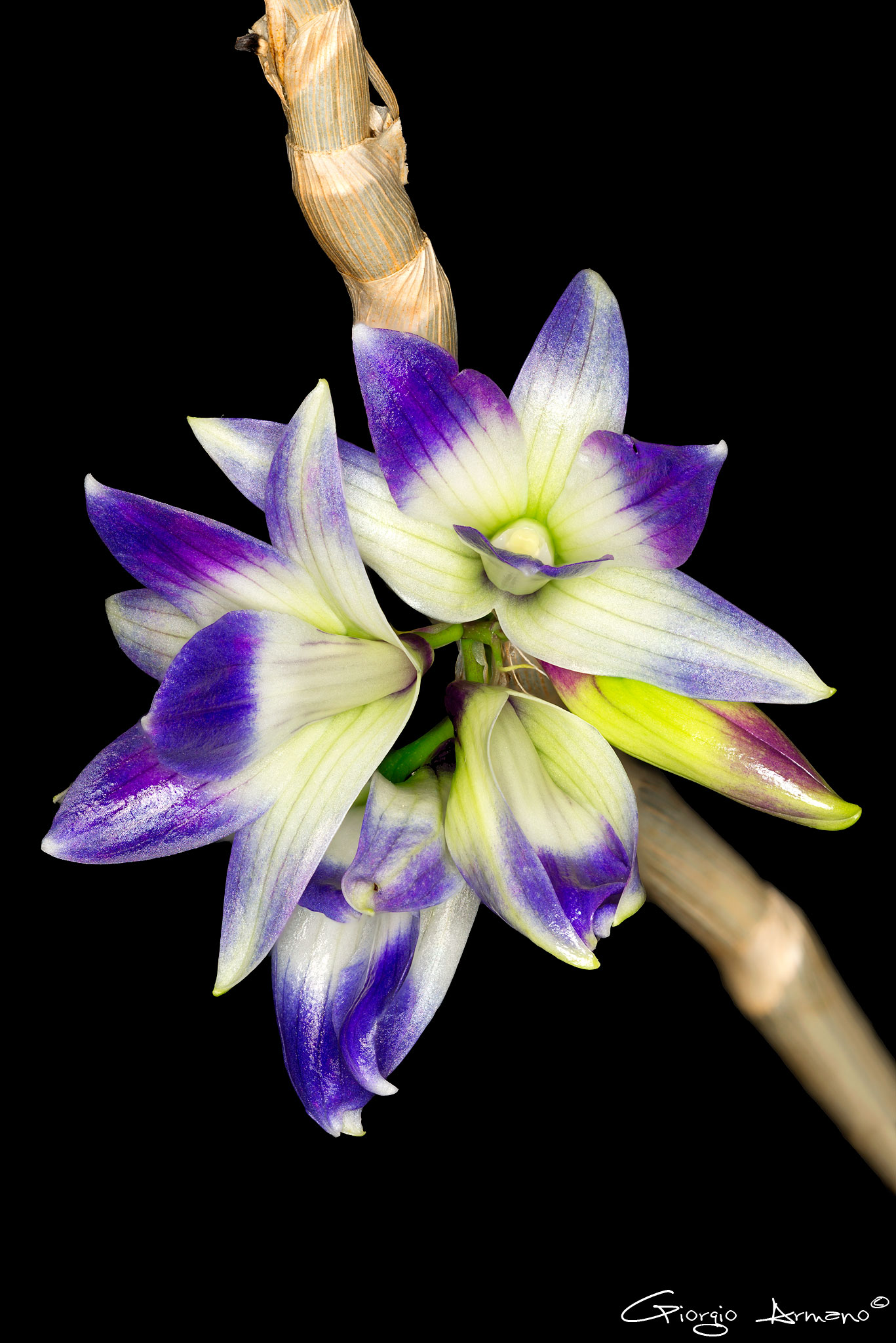 Dendrobium Victoria-Reginae