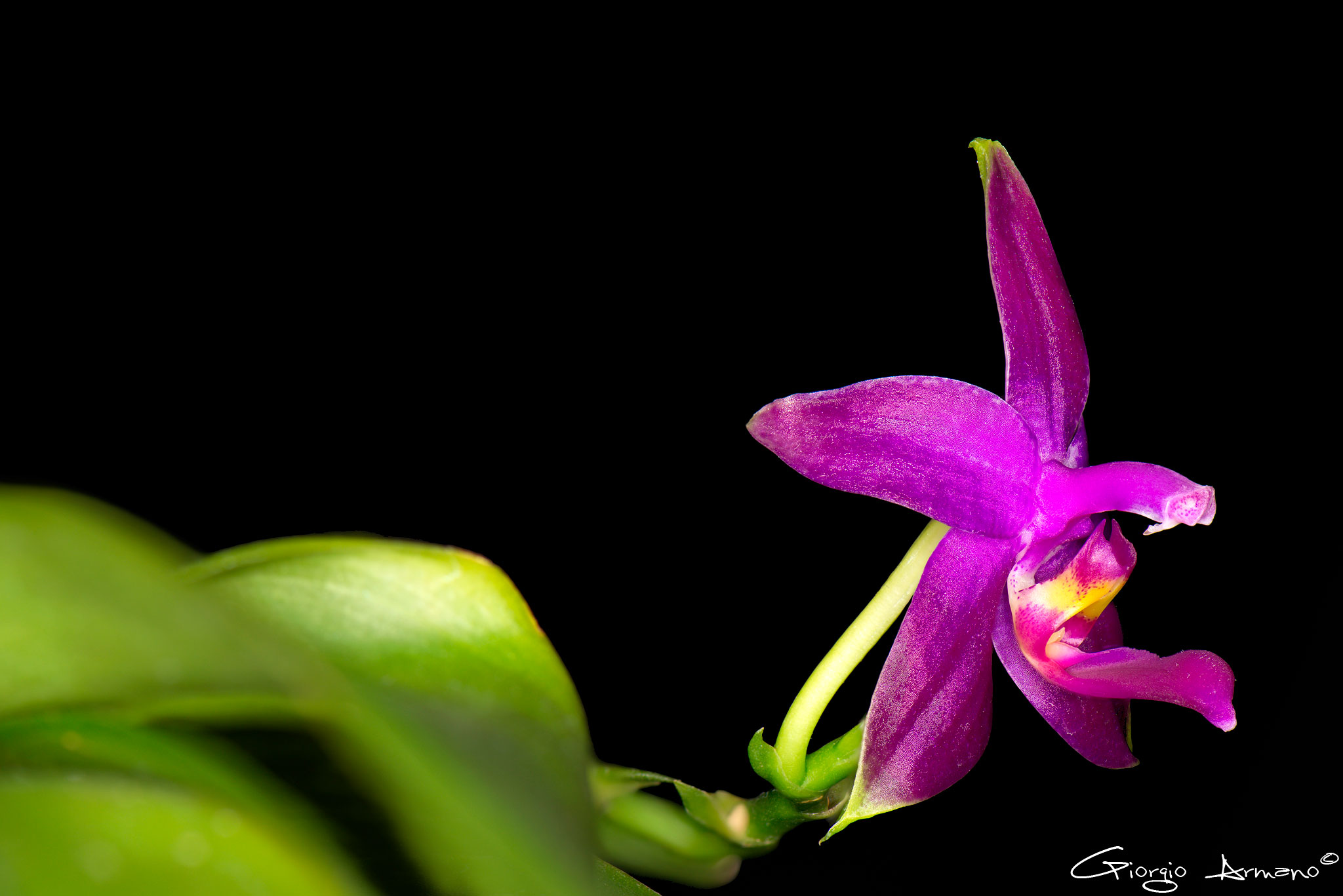 Phalaenopsis Violacea
