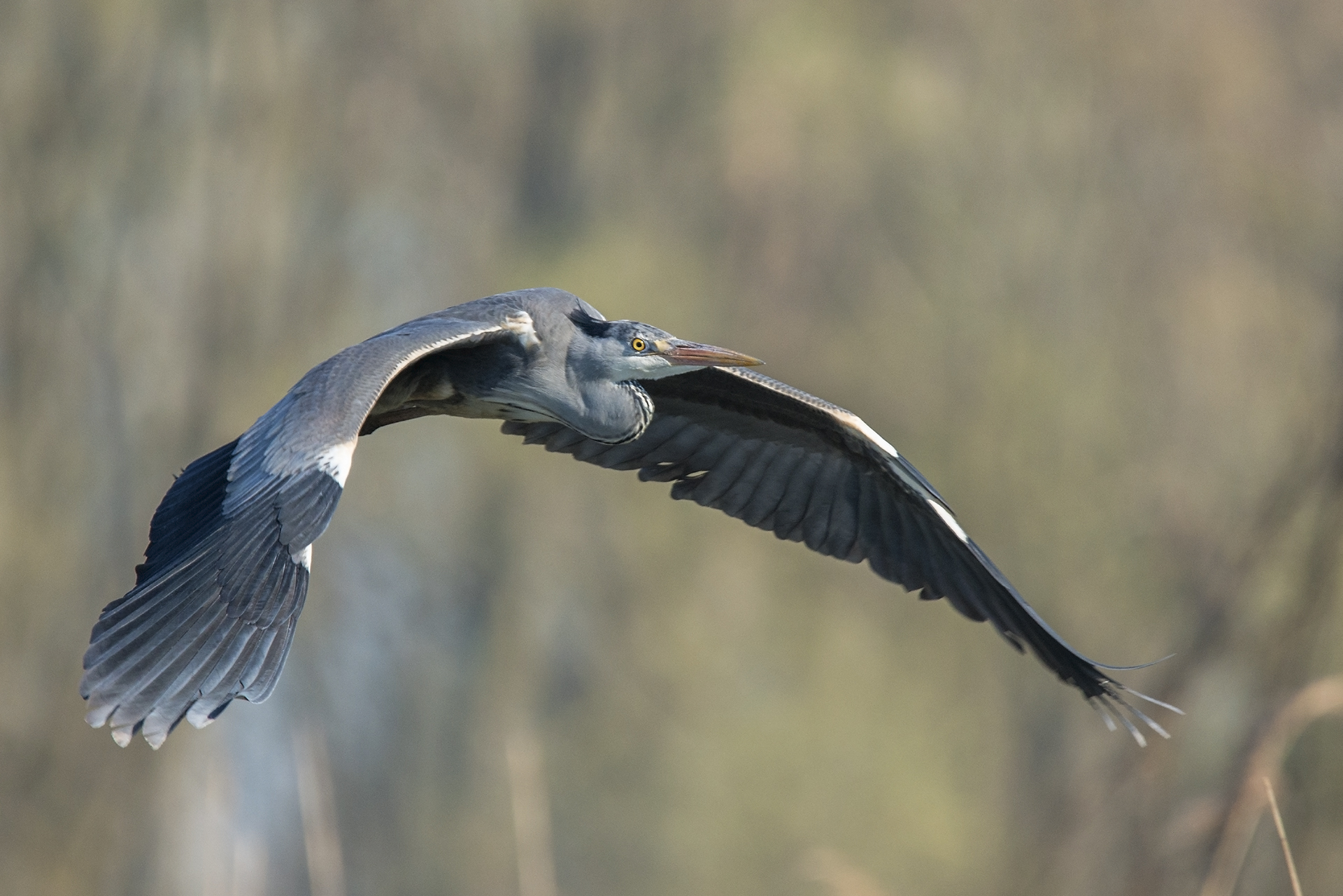 heron in flight