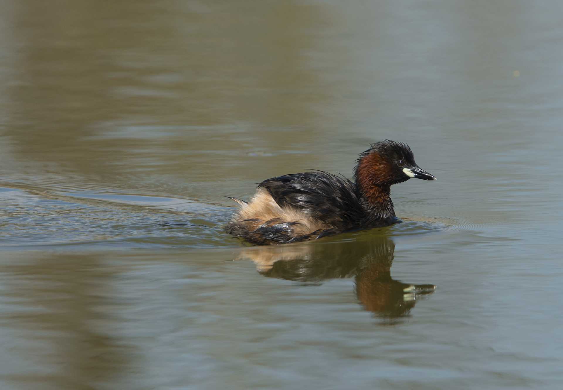 little grebe