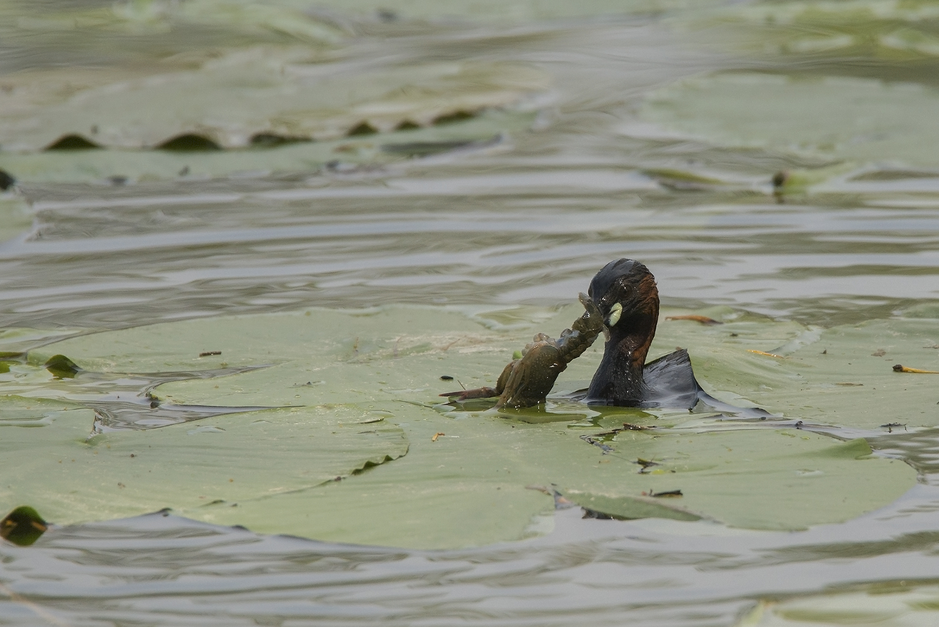 little grebe with shrimp