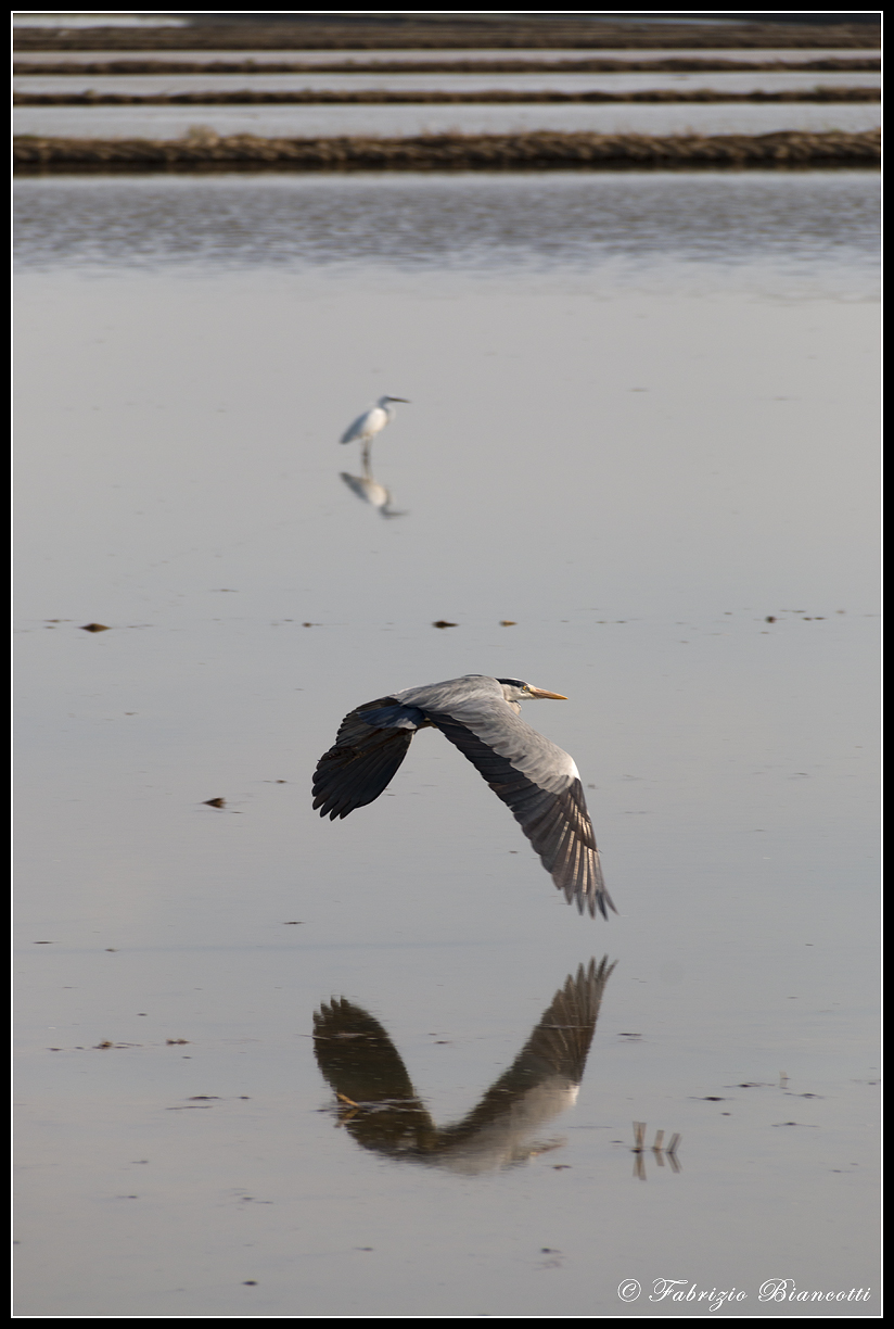 There is no distance that a flutter can not cover