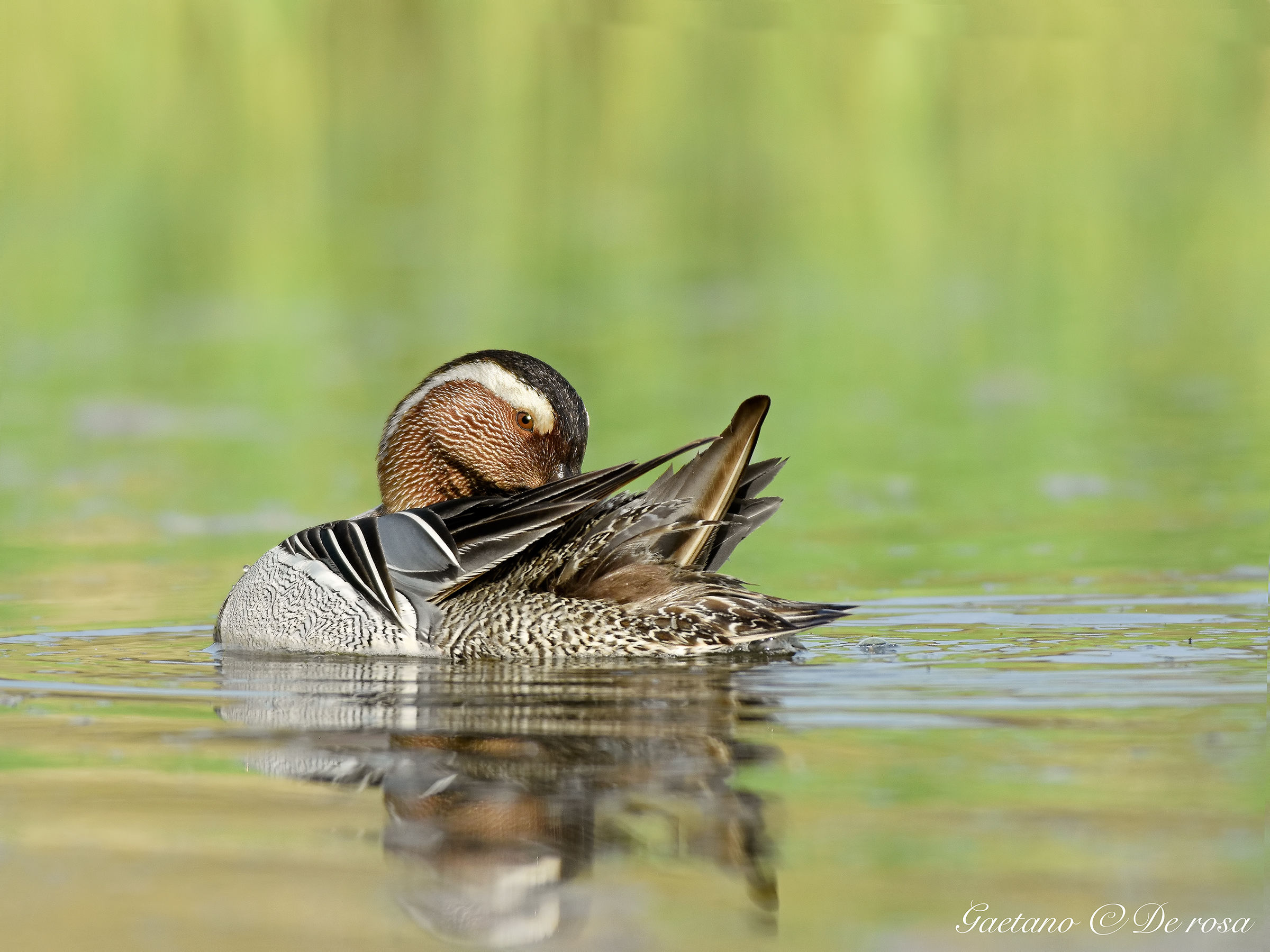 Garganey