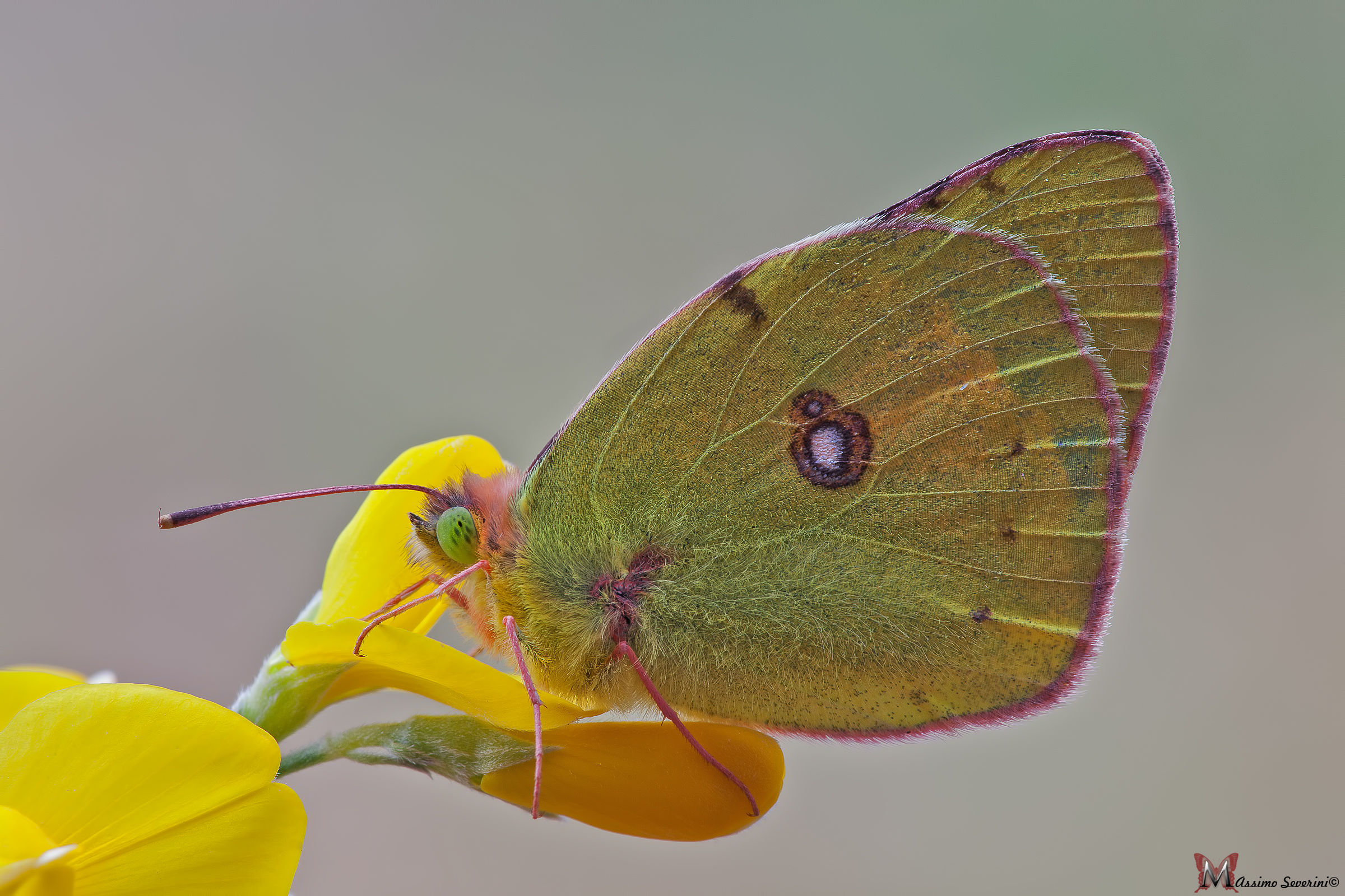 Colias croceus