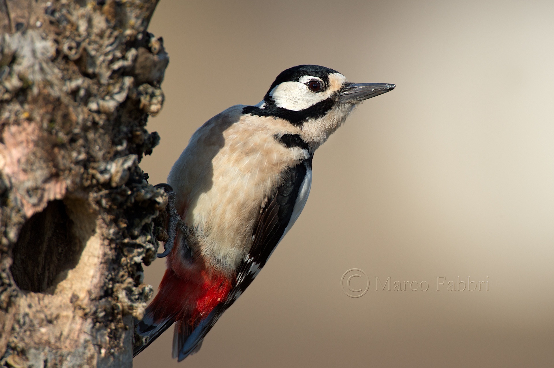 Woodpecker
