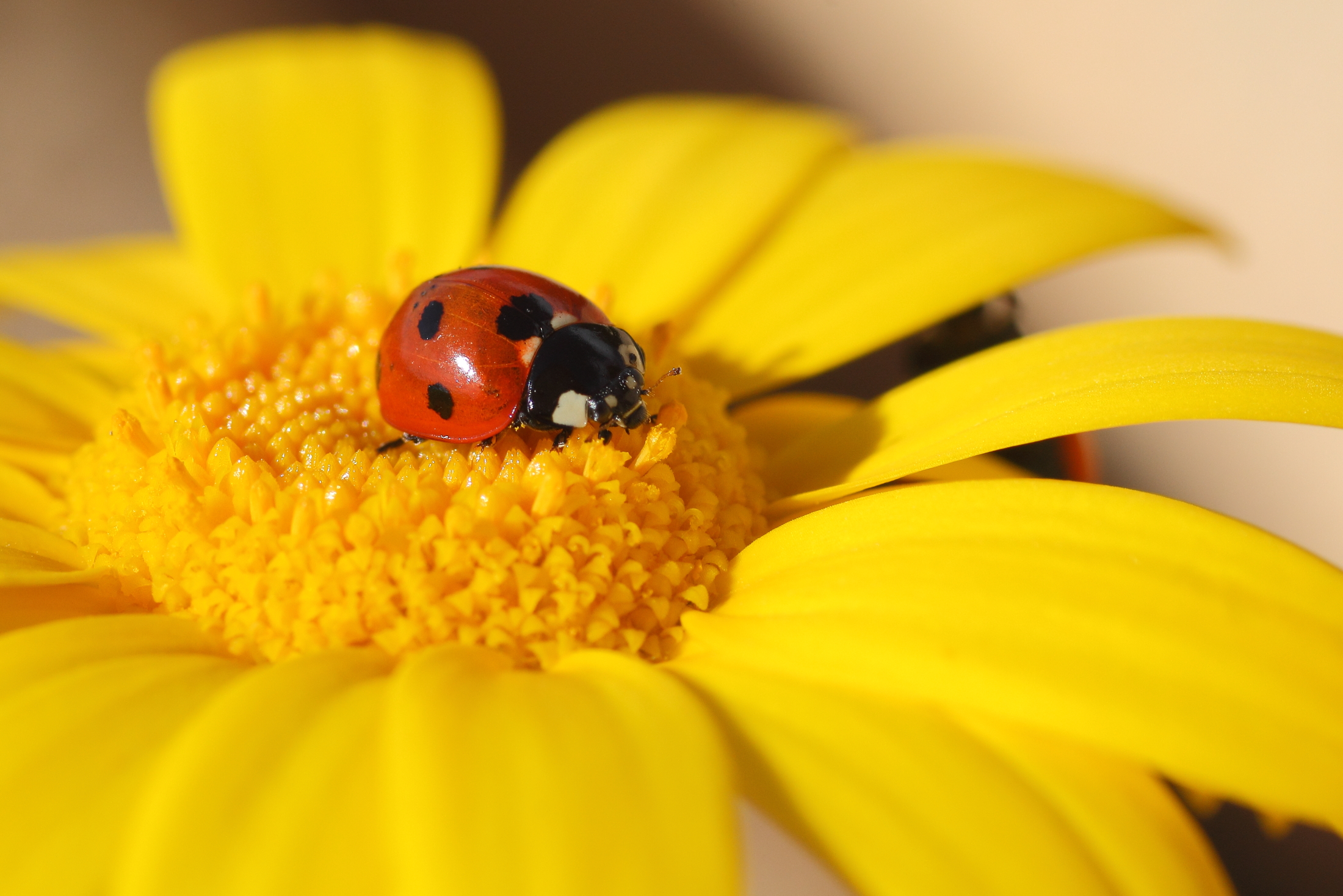 Ladybug