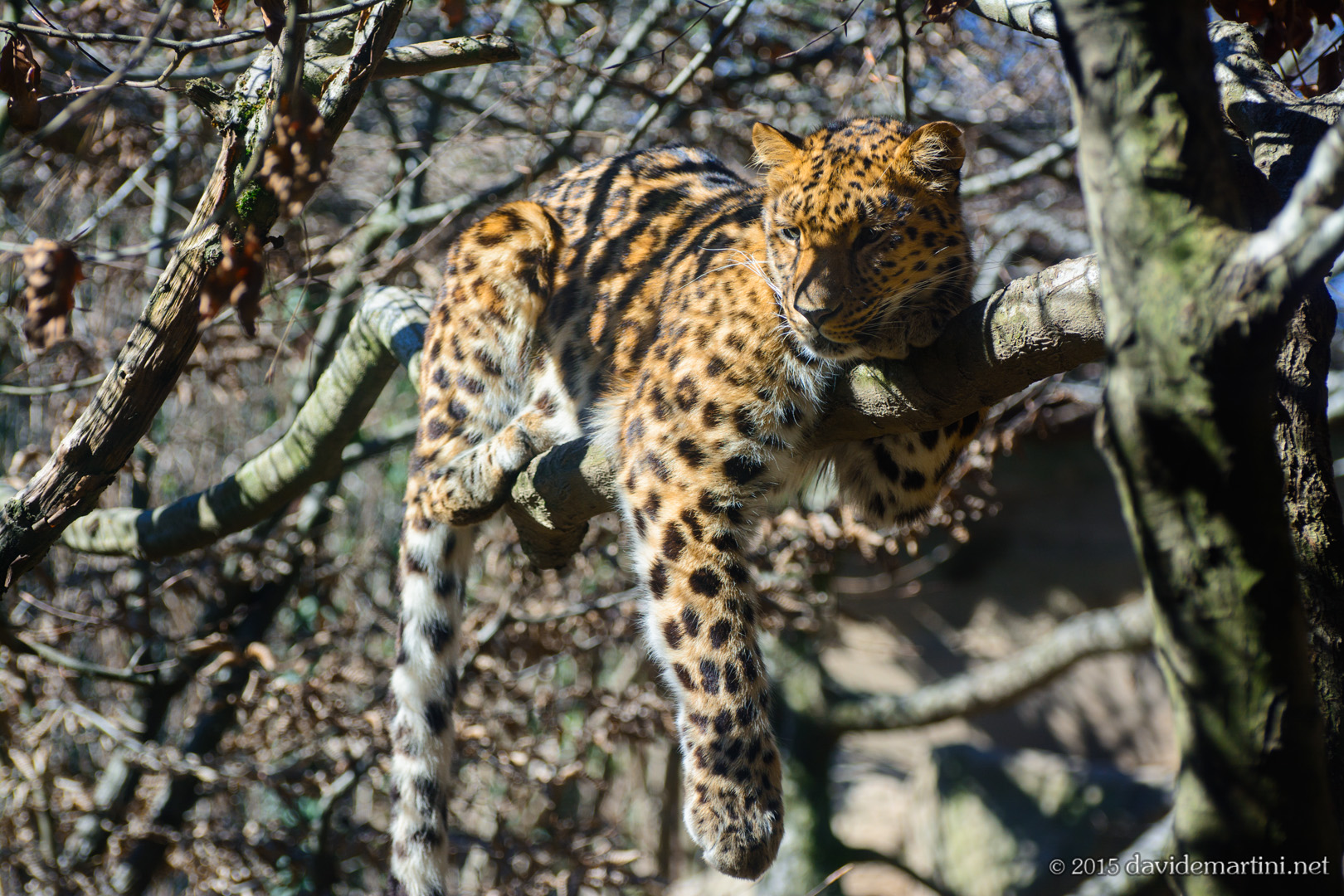 Leopardo dell'Amur