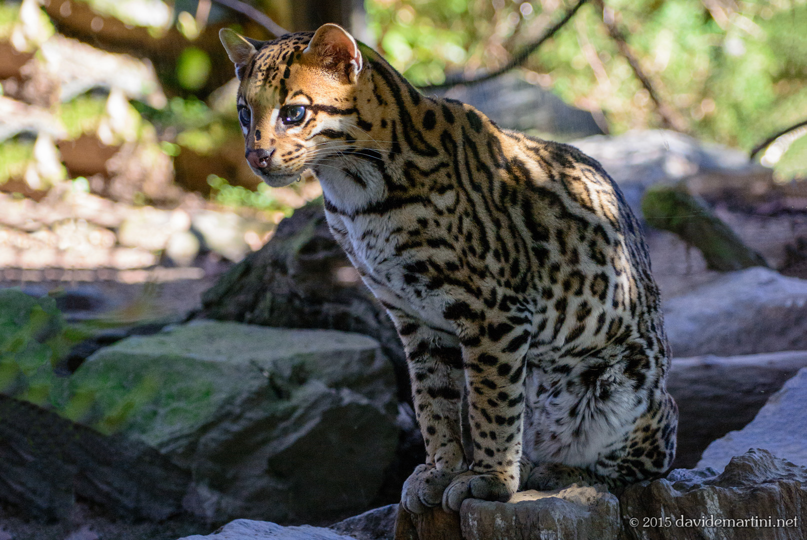 Ocelot