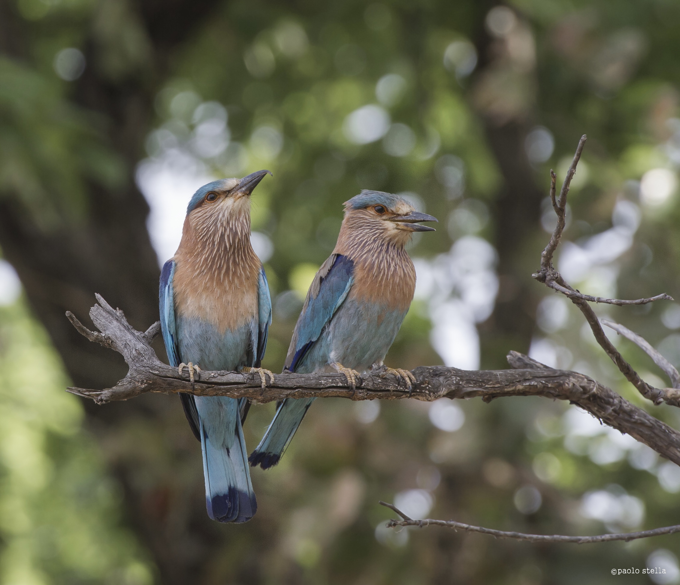 Indian Roller - couple