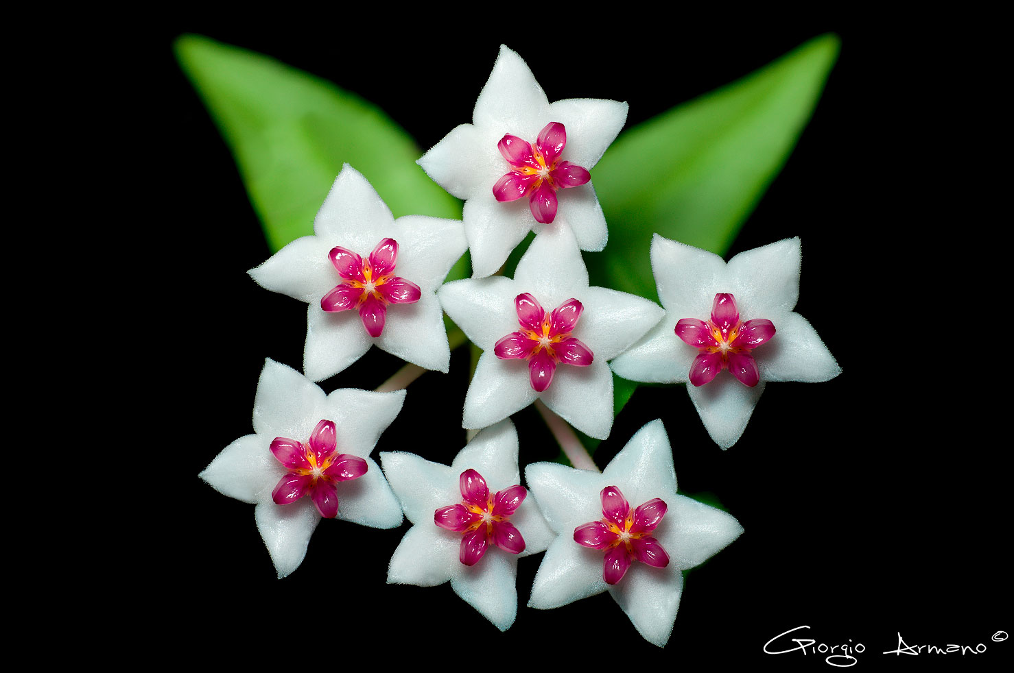 Hoya Lanceolata var. Bella