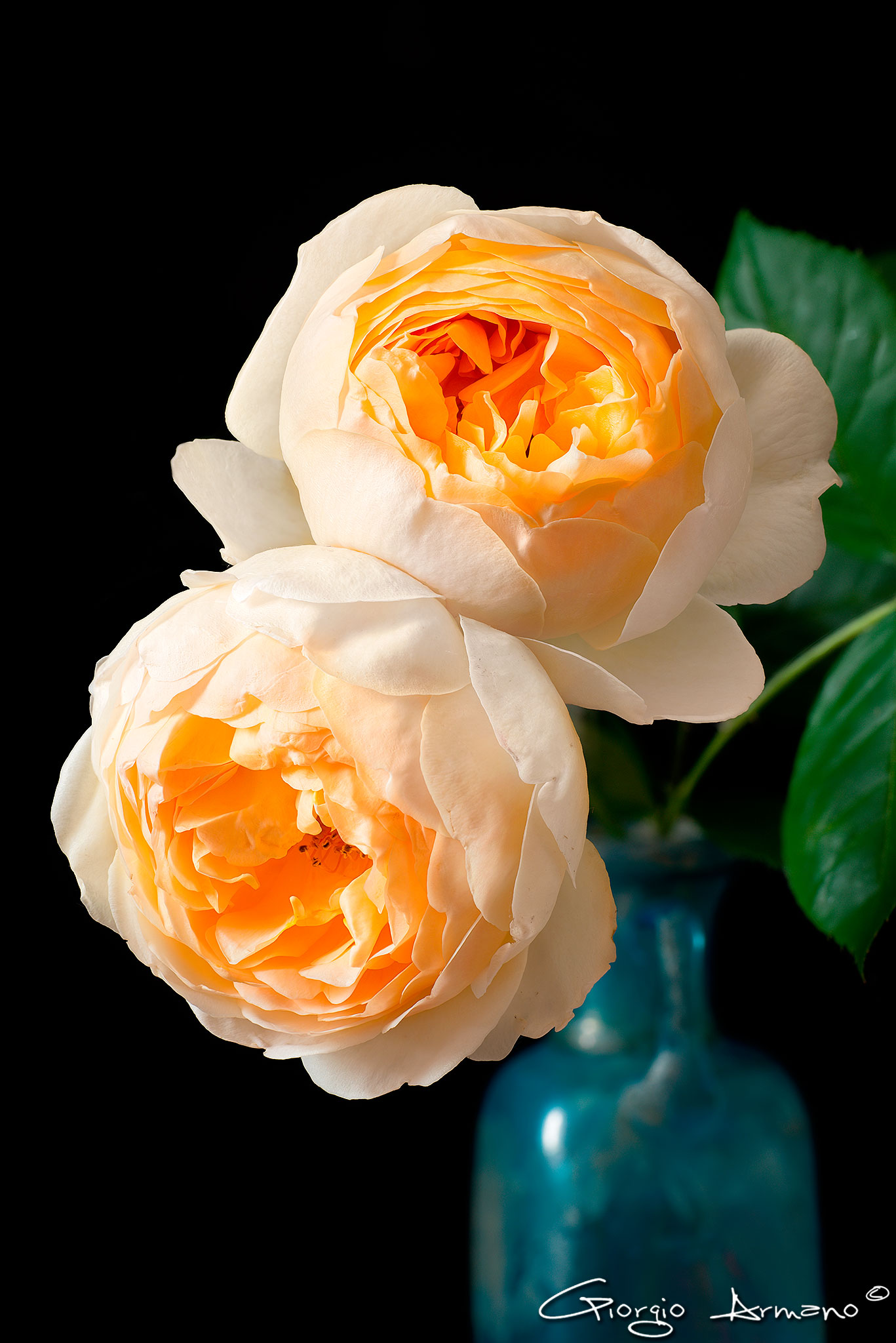 Rosa Jude the Obscure