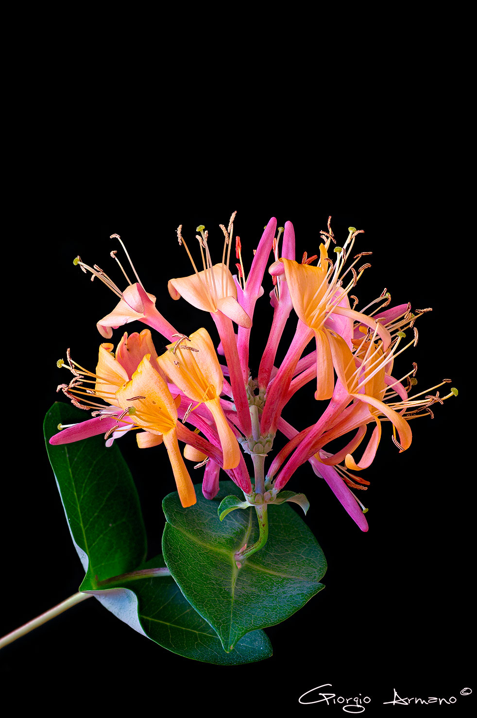 Lonicare x Heckrottii