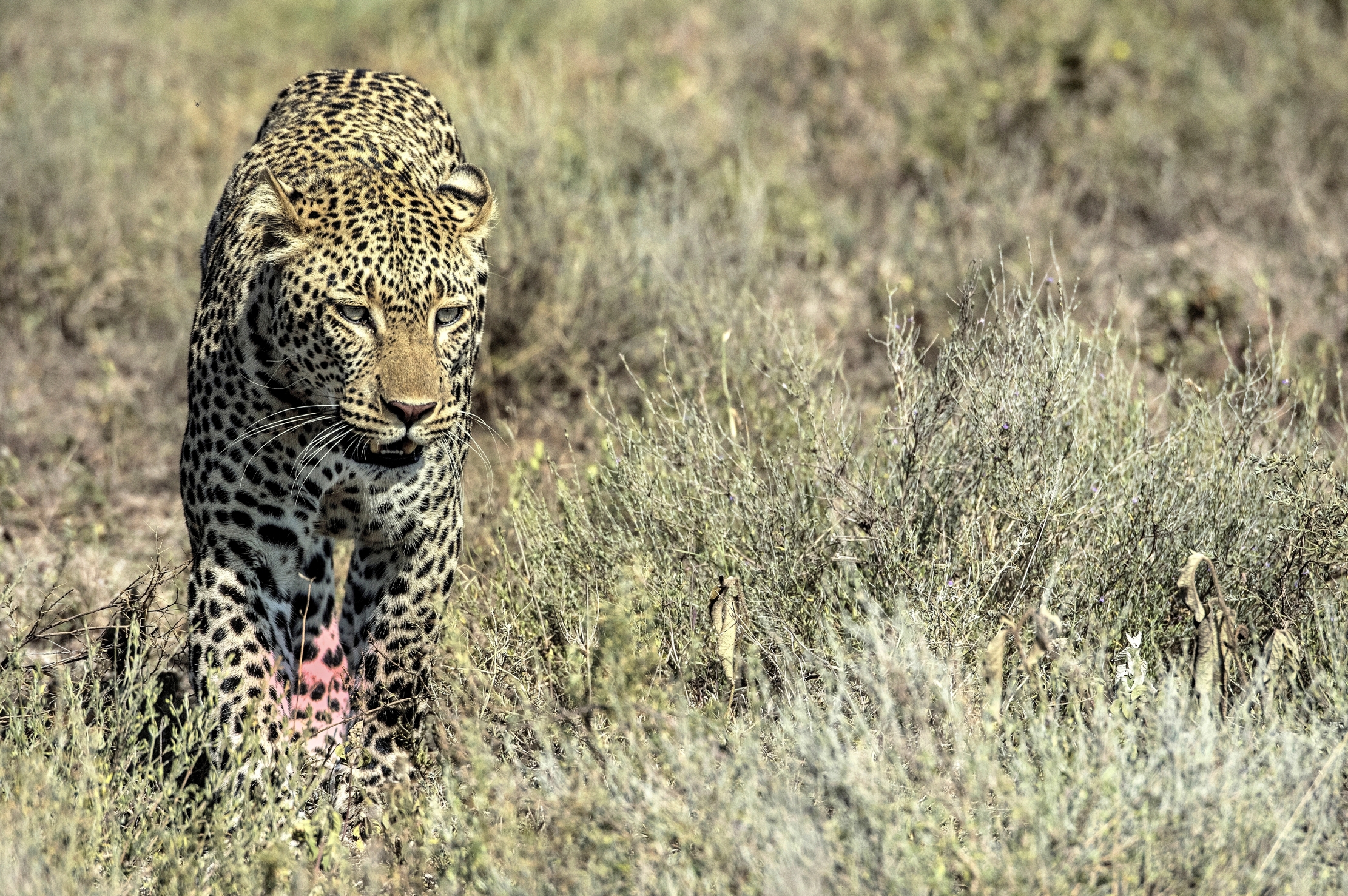 Tanzania 2015 - Leopard