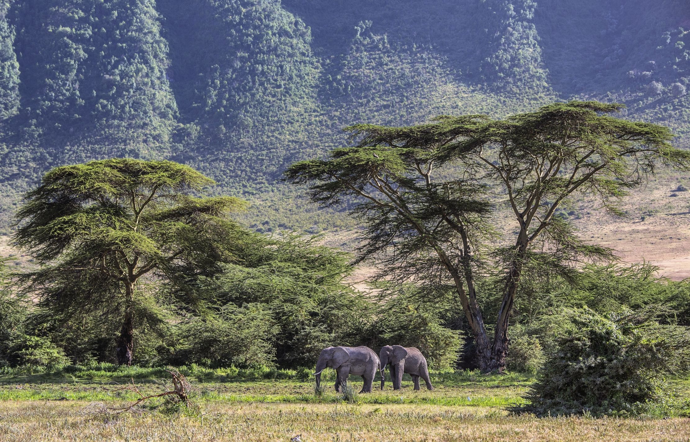 Tanzania 2015 - Ngorongoro