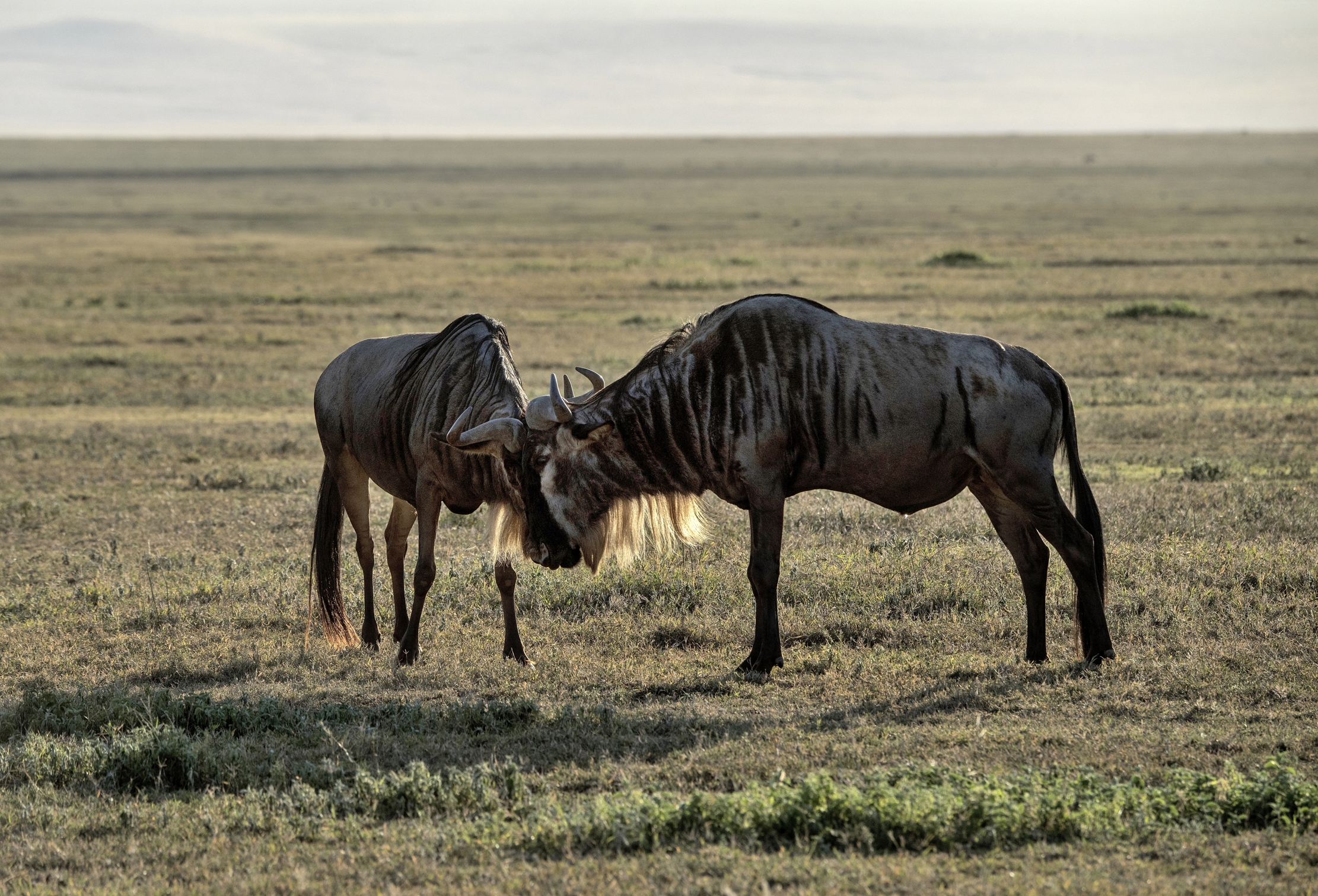 Tanzania 2015 - Gnu