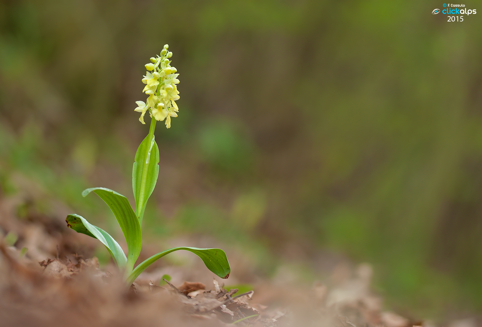 Pale orchid - Orchis pallens