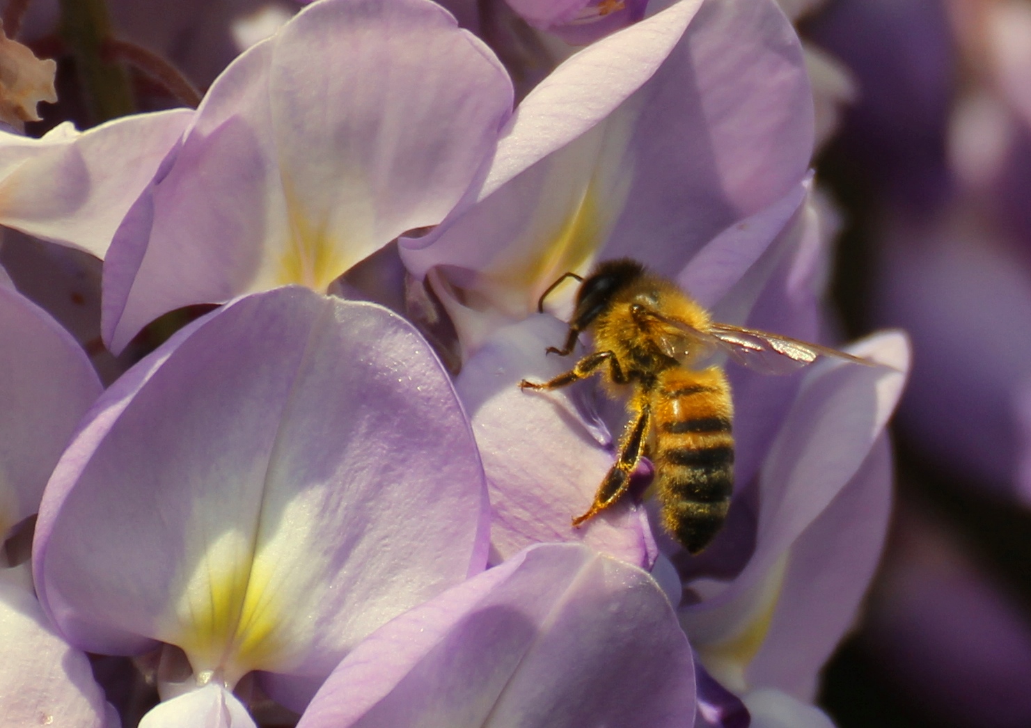 Bee on Wisteria
