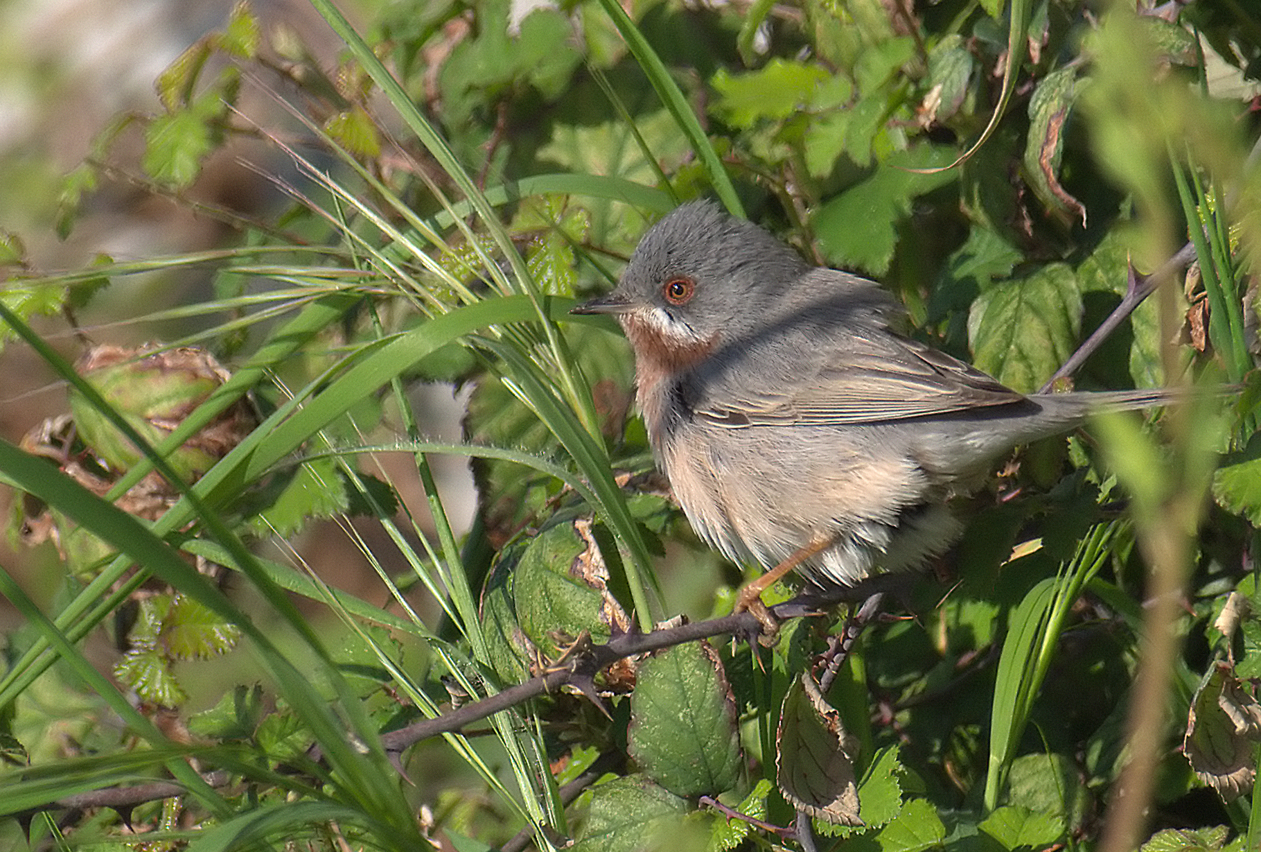 subalpine warbler