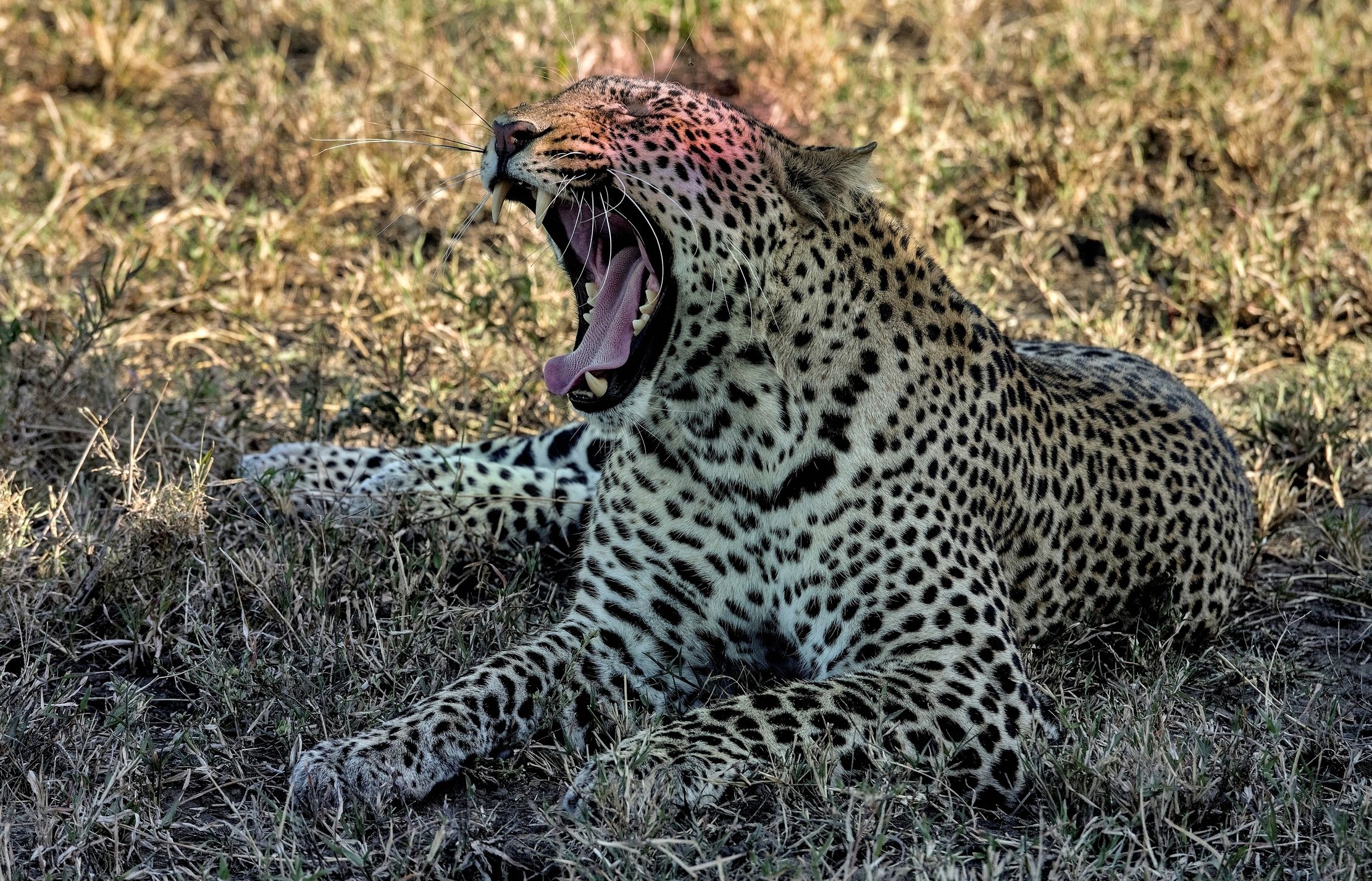 Tanzania 2015 - Ringhio... Sbadisglioso