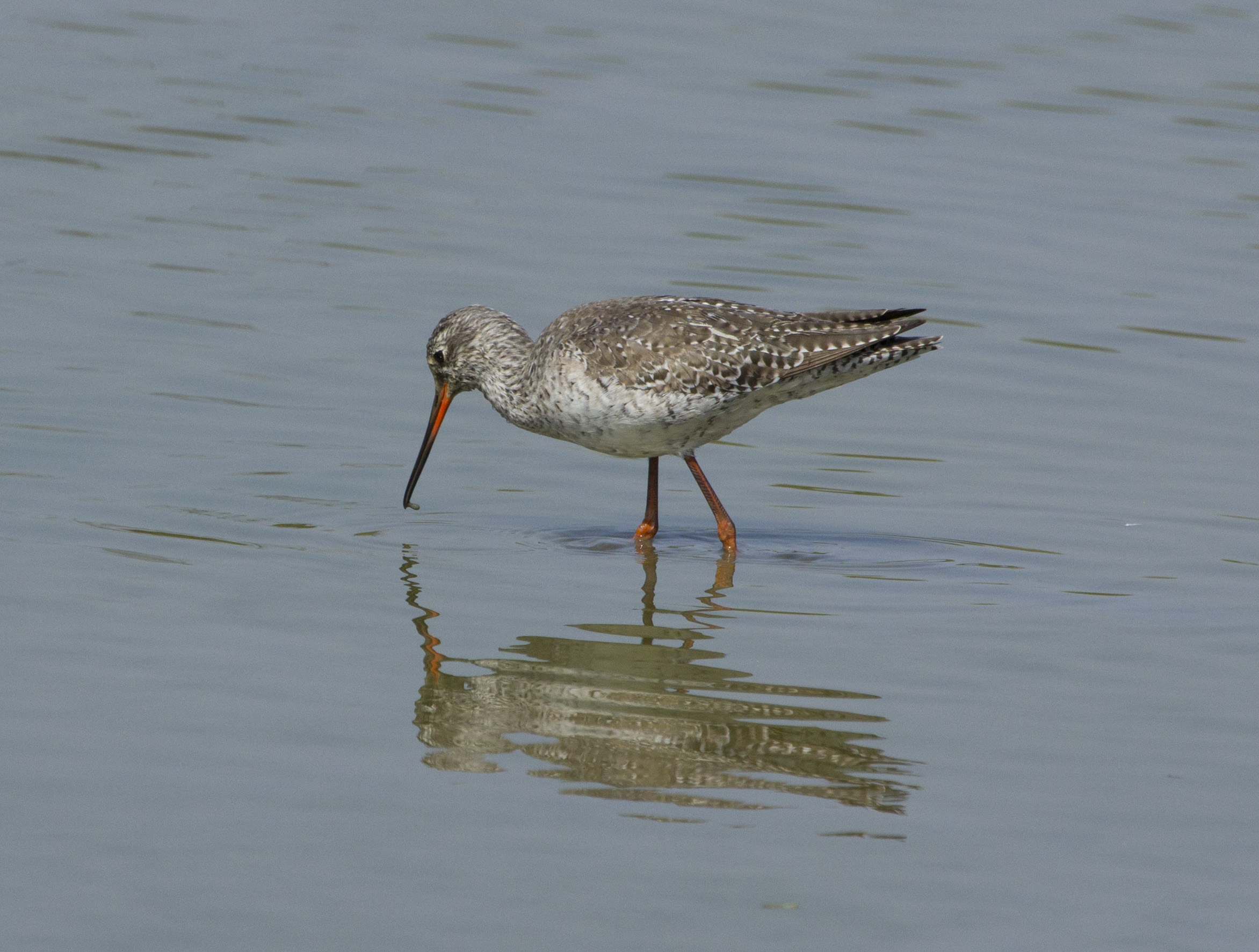 Spotted Redshank?